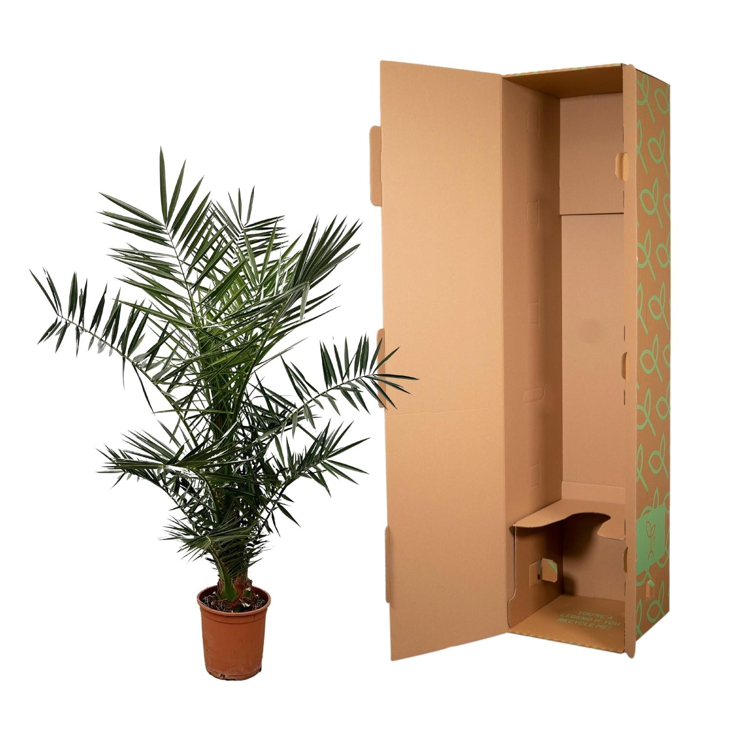 Phoenix Canariensis Ø 21 H 140 cm 3