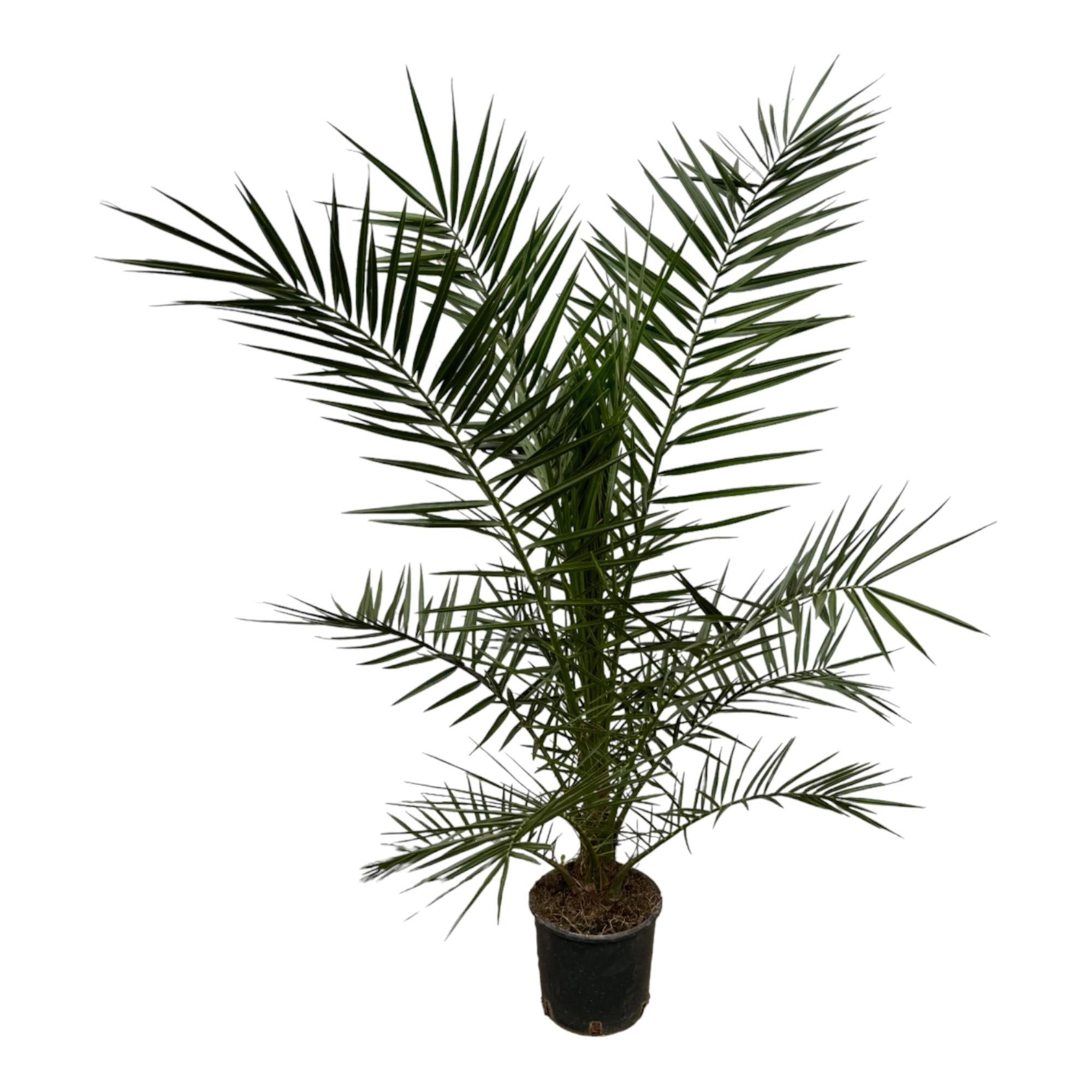 Phoenix Canariensis Ø 22 H 160 cm