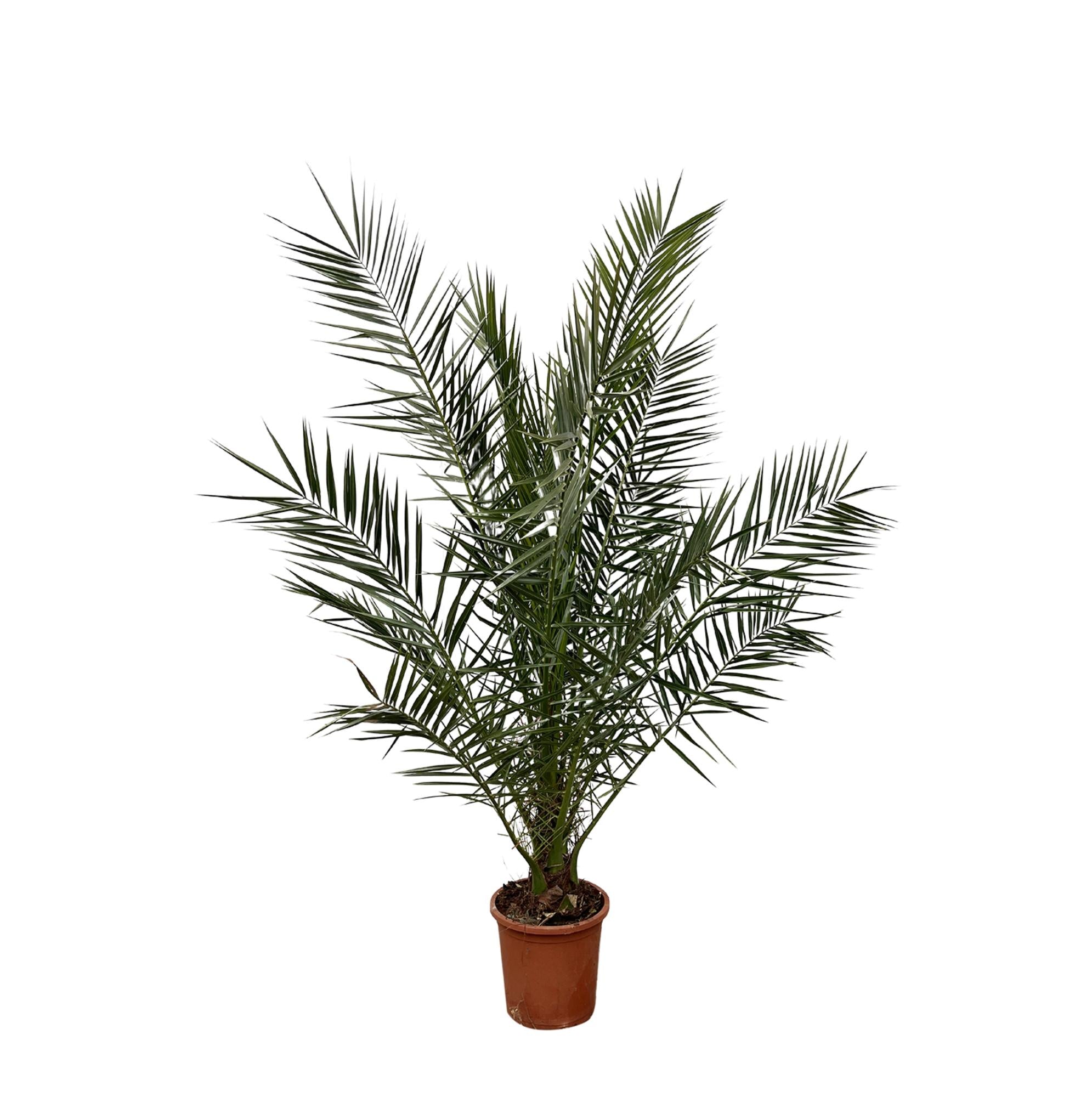 Phoenix Canariensis Ø 27 H 180 cm