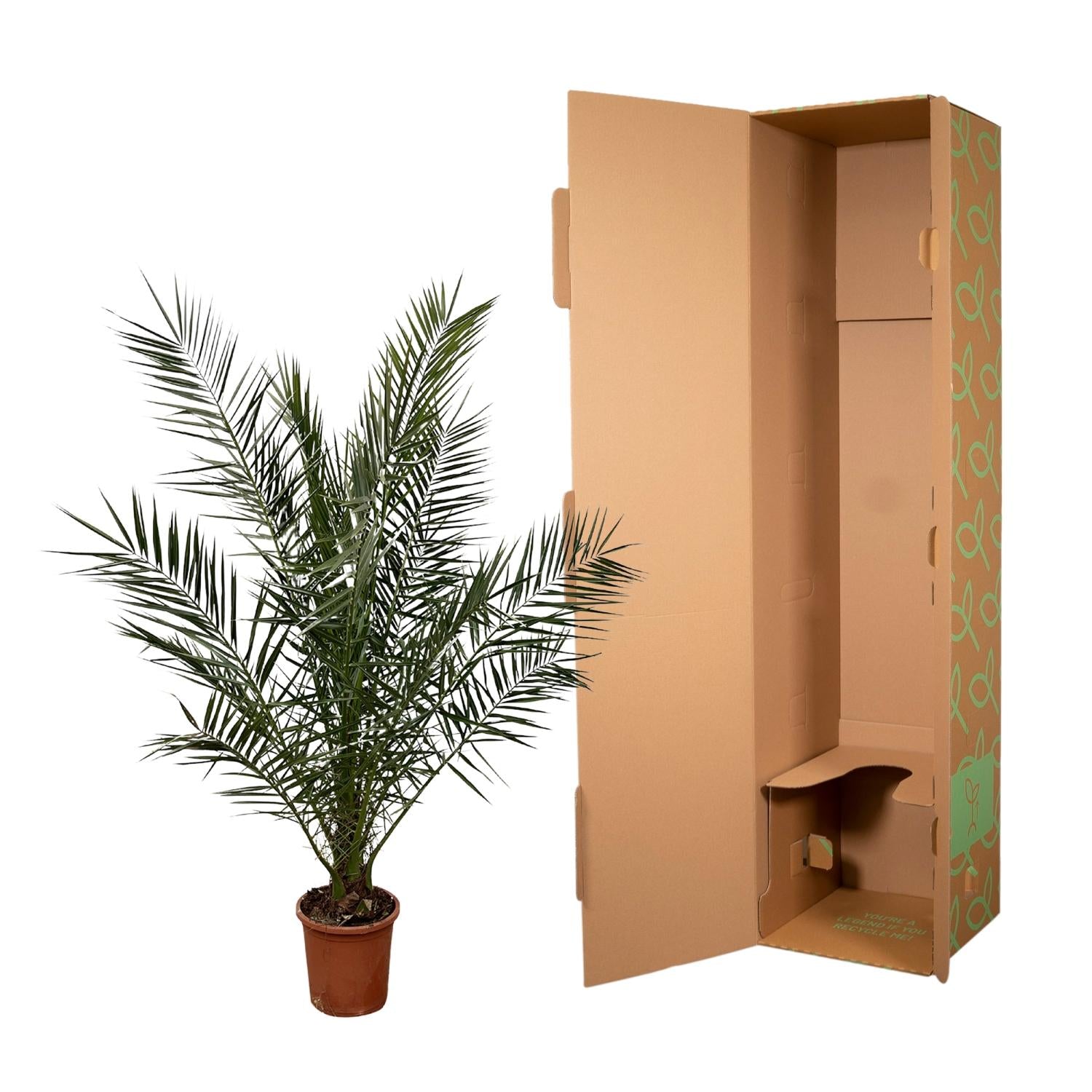 Phoenix Canariensis Ø 27 H 180 cm 2
