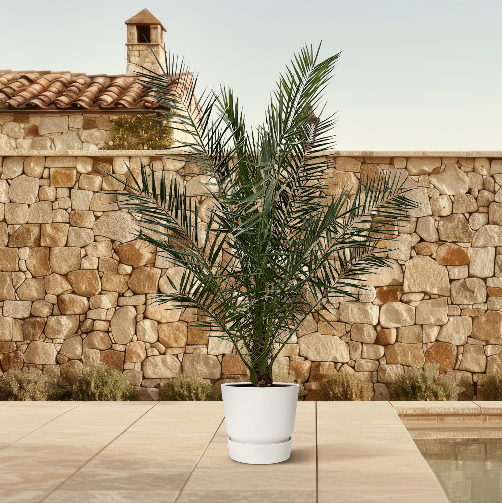 Phoenix Canariensis Ø 27 H 180 cm 3