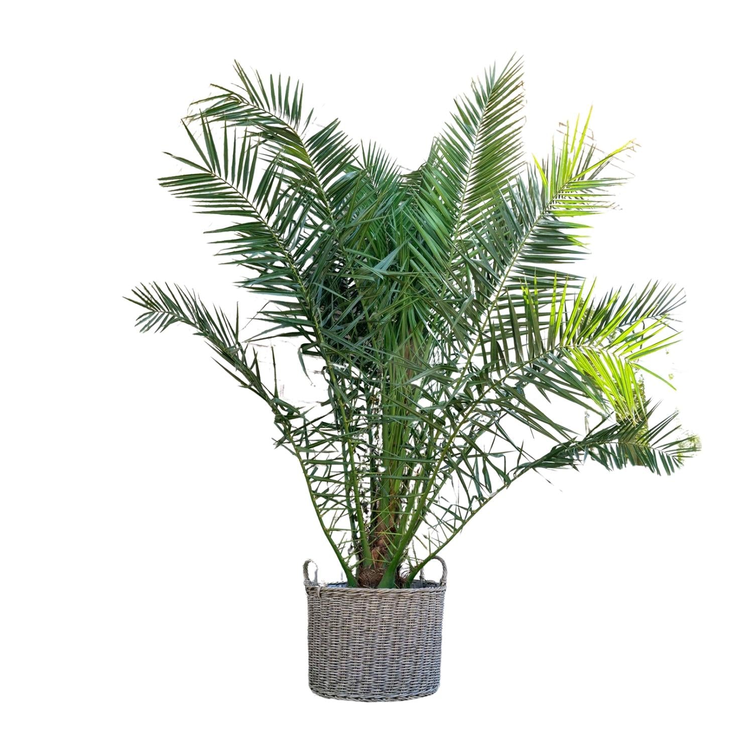 Phoenix Canariensis Ø 50 H 300 cm