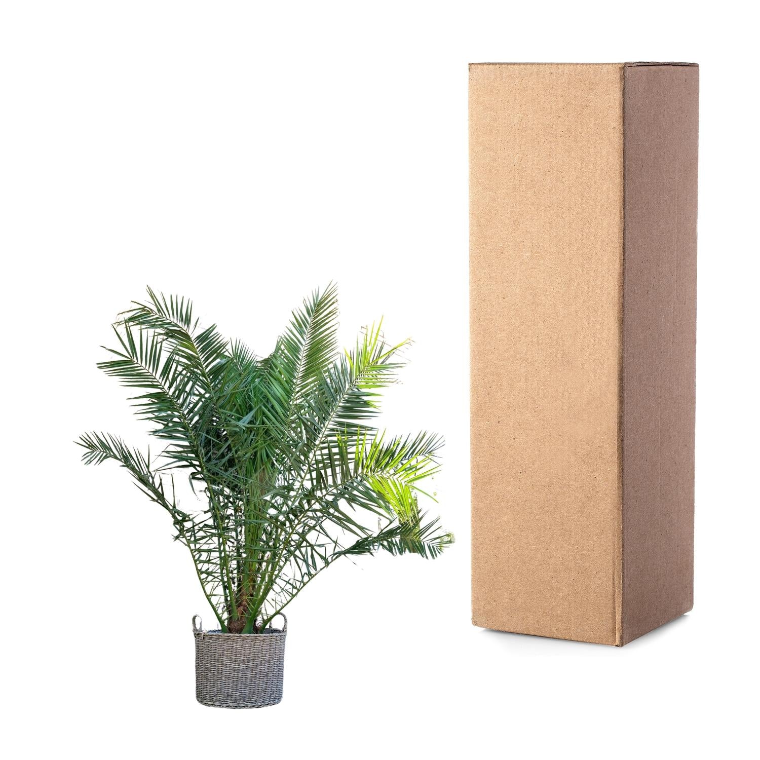 Phoenix Canariensis Ø 50 H 300 cm 3
