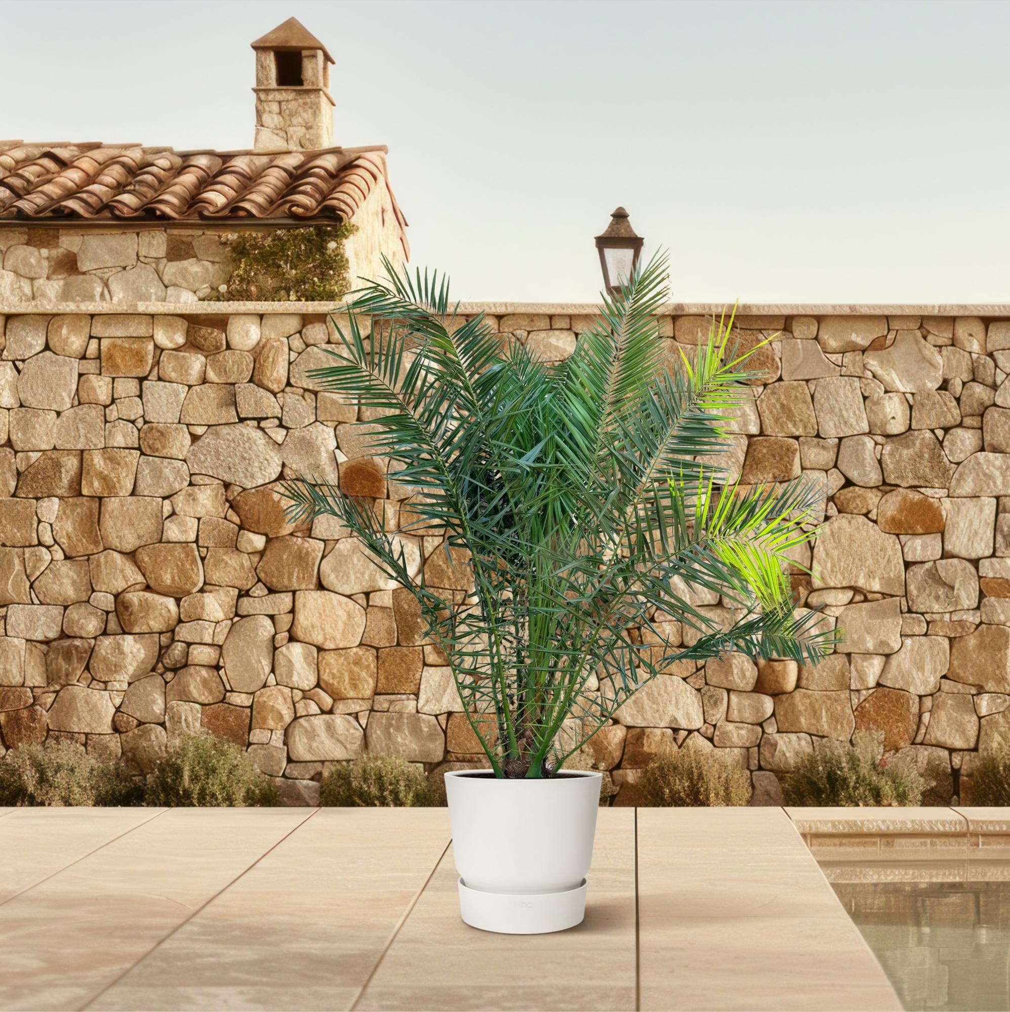 Phoenix Canariensis Ø 50 H 300 cm 4