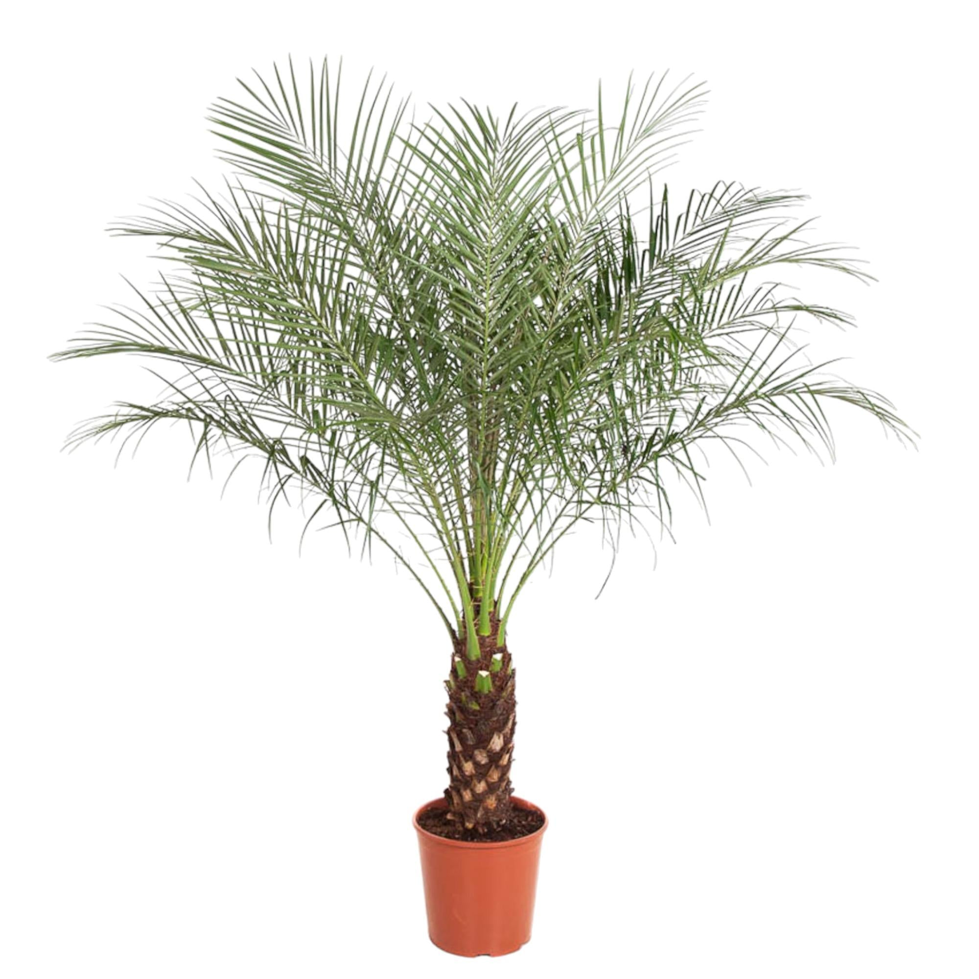 Phoenix Roebelenii Ø 27 H 160 cm