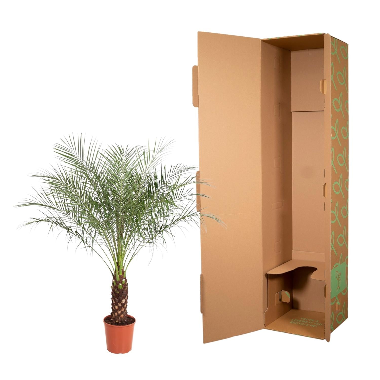 Phoenix Roebelenii Ø 27 H 160 cm 3