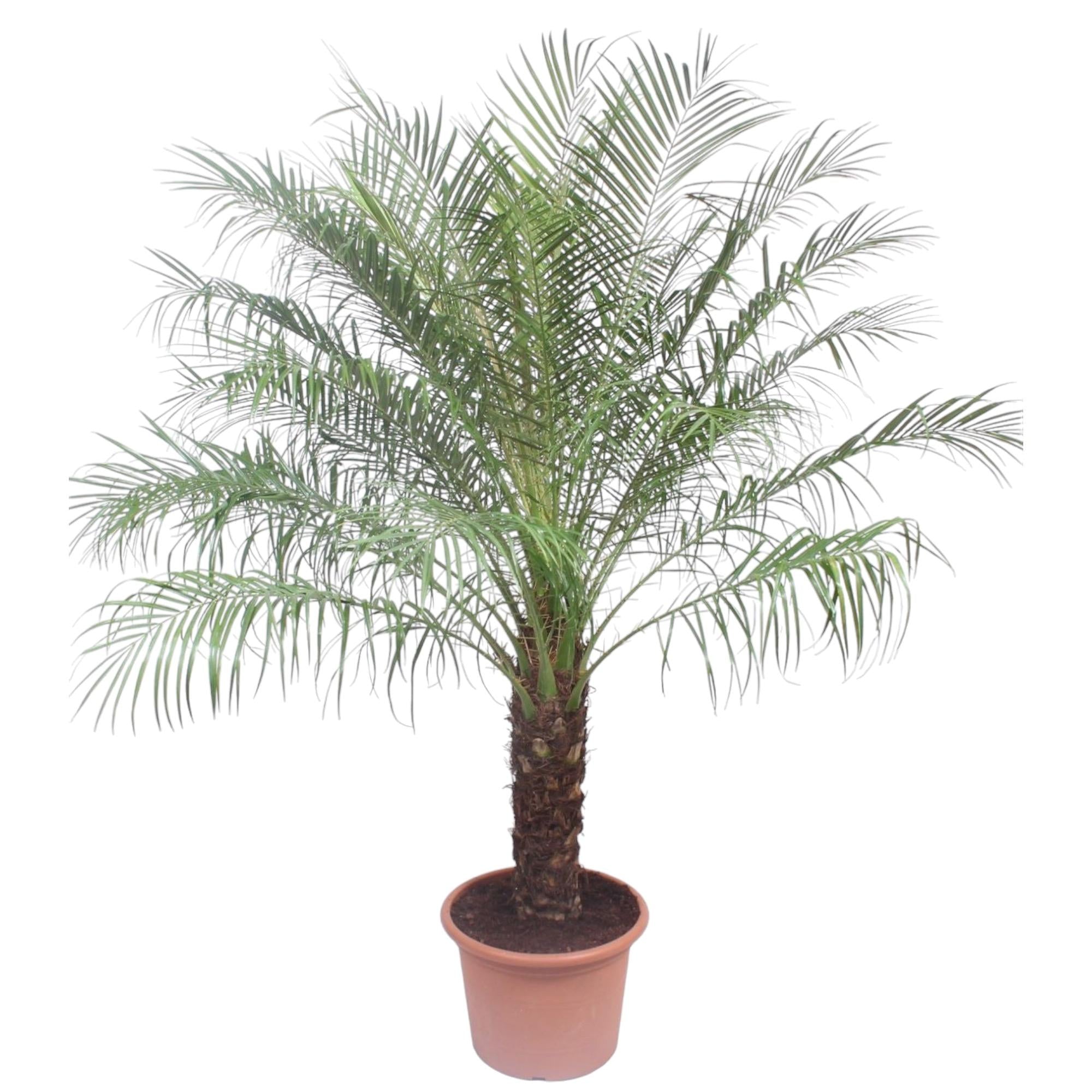 Phoenix Roebelenii Ø 40 H 200 cm