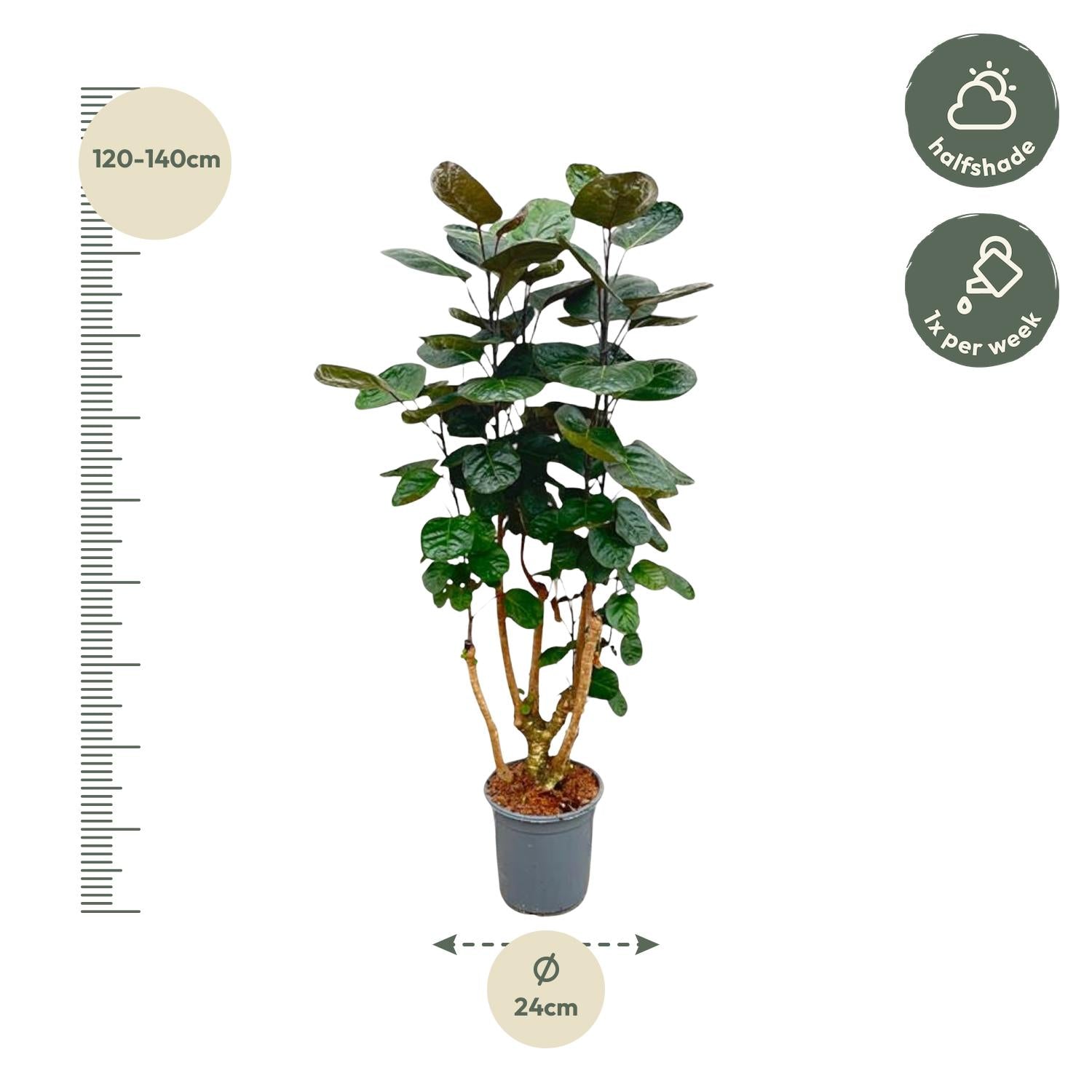 Polyscias Fabian Ø 24 H 130 cm 2