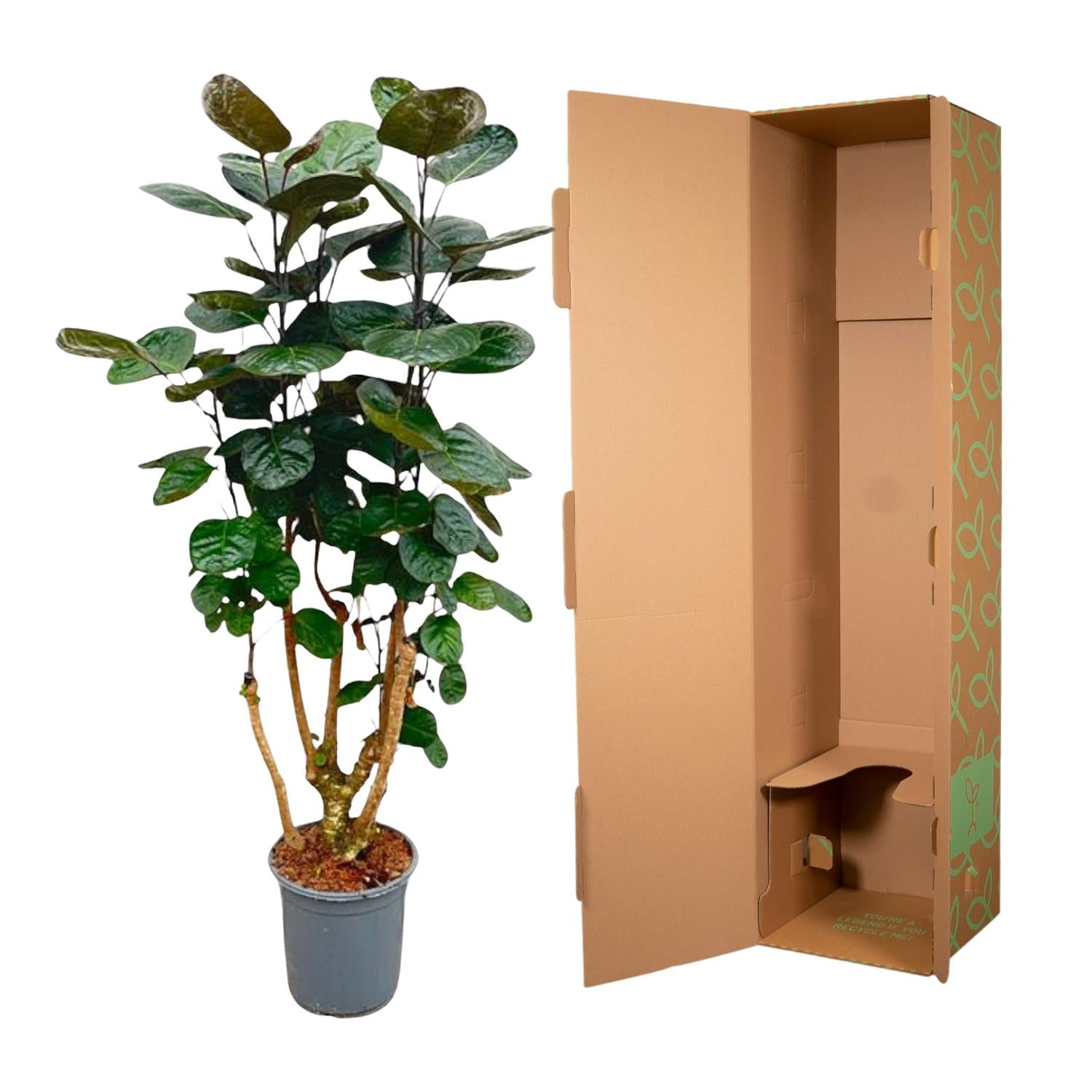 Polyscias Fabian Ø 24 H 130 cm 3