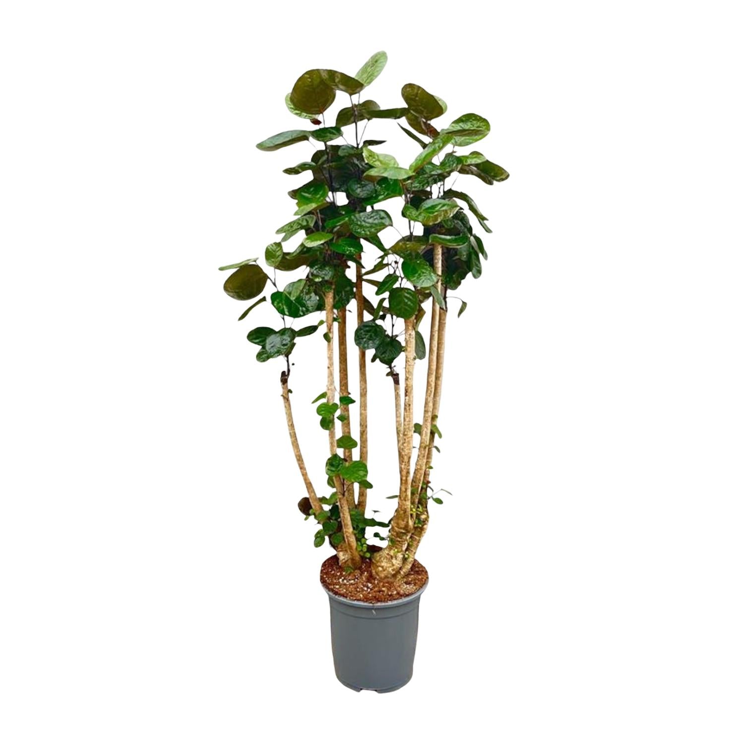 Polyscias Fabian Ø 30 H 160 cm