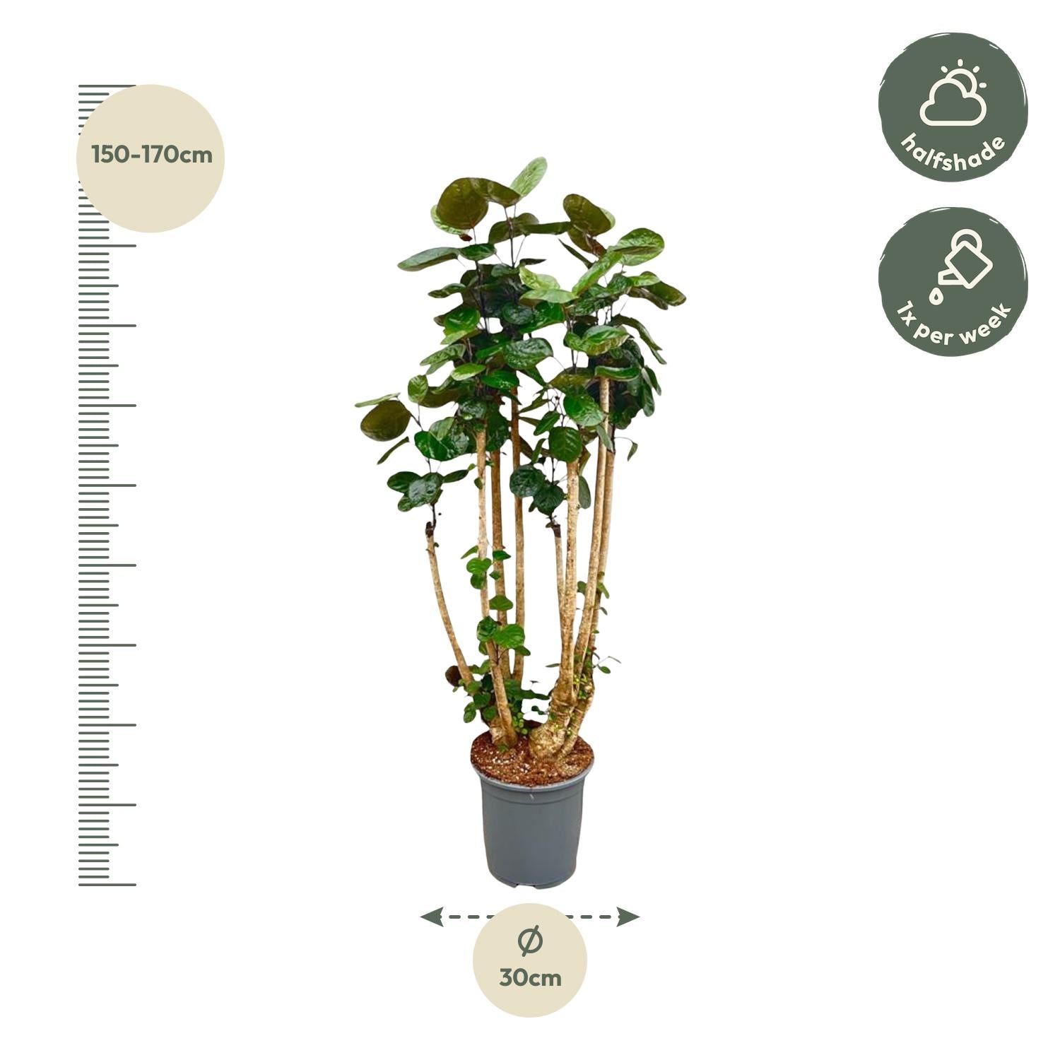 Polyscias Fabian Ø 30 H 160 cm 3