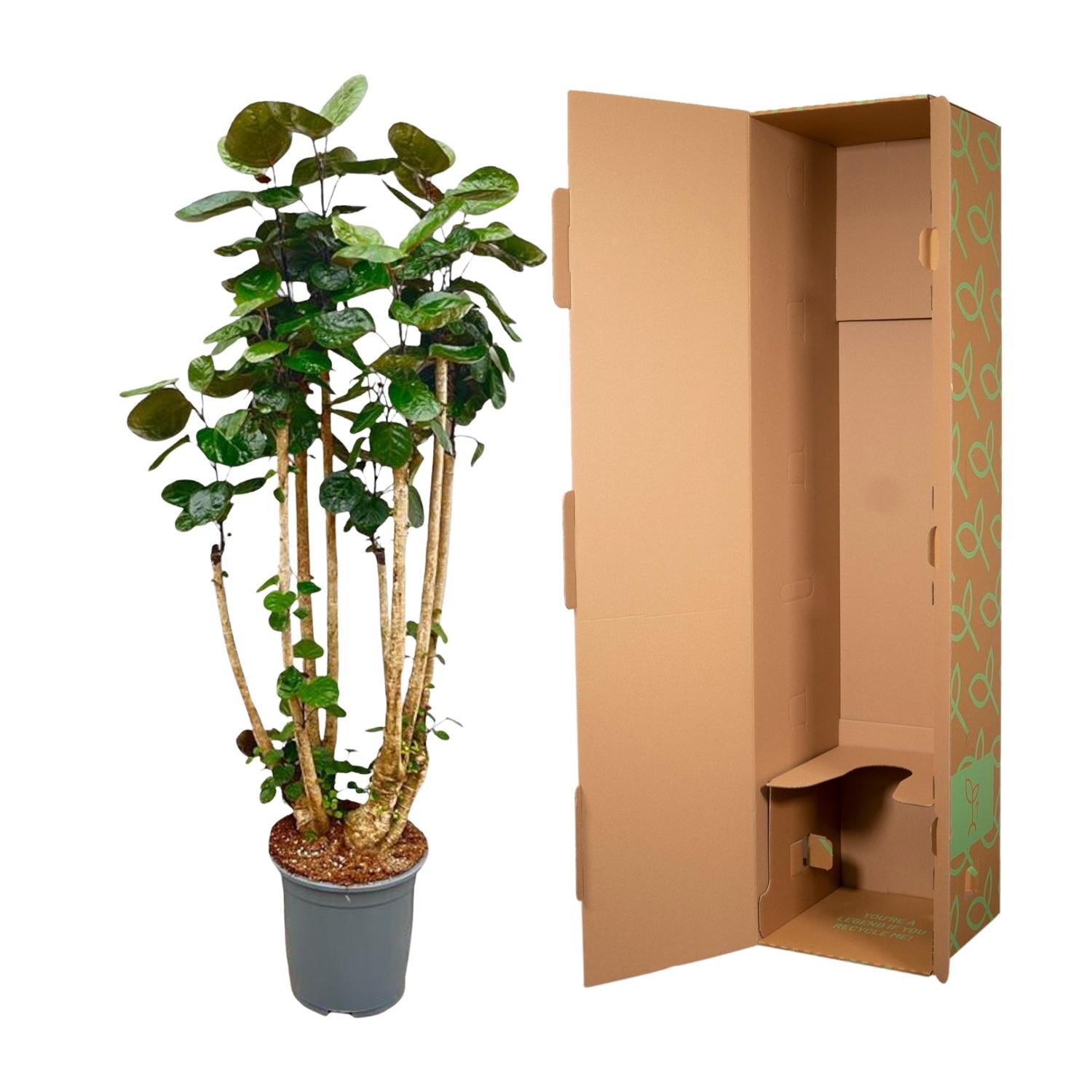 Polyscias Fabian Ø 30 H 160 cm 4