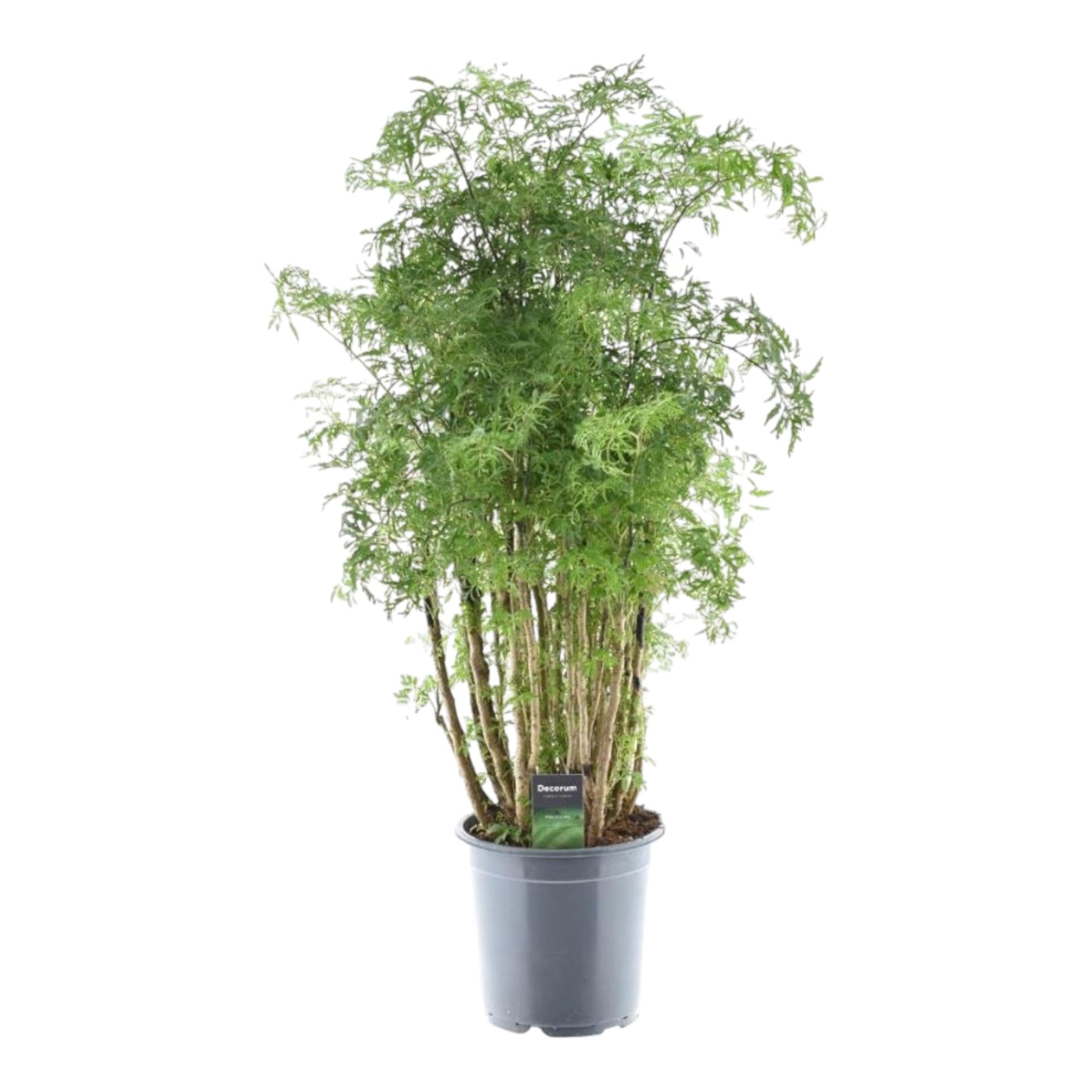 Polyscias Hawaiiana Ming Ø 24 H 100 cm