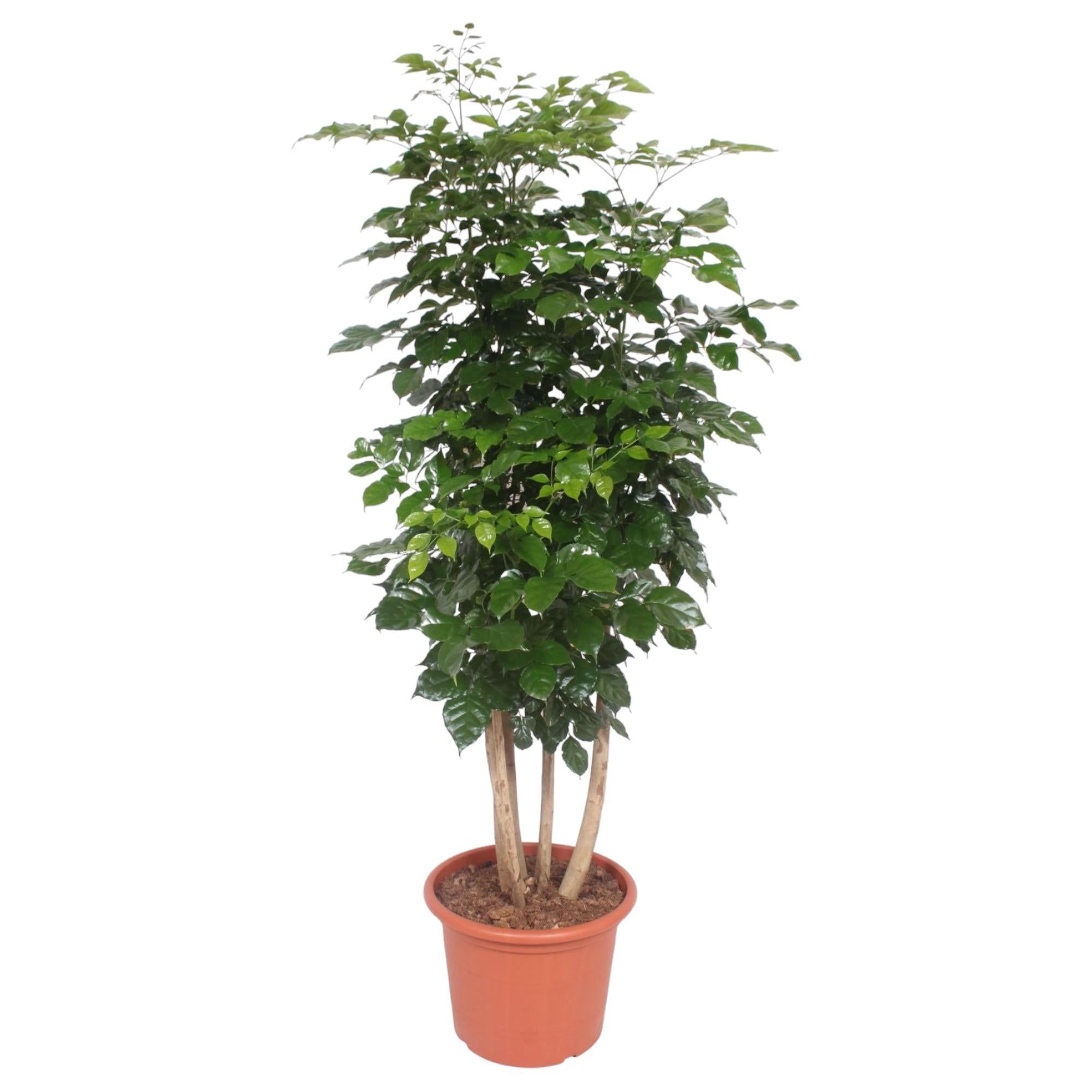 Radermachera Hainanensis Ø 40 H 190 cm