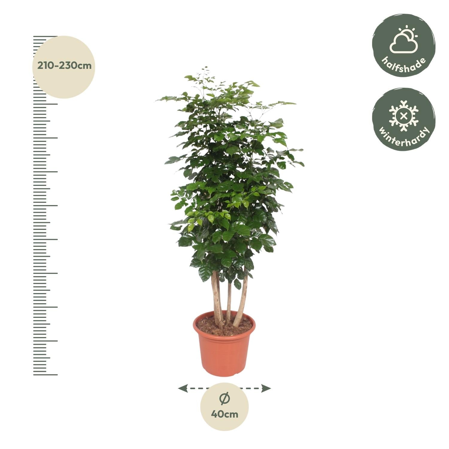 Radermachera Hainanensis Ø 40 H 190 cm 2