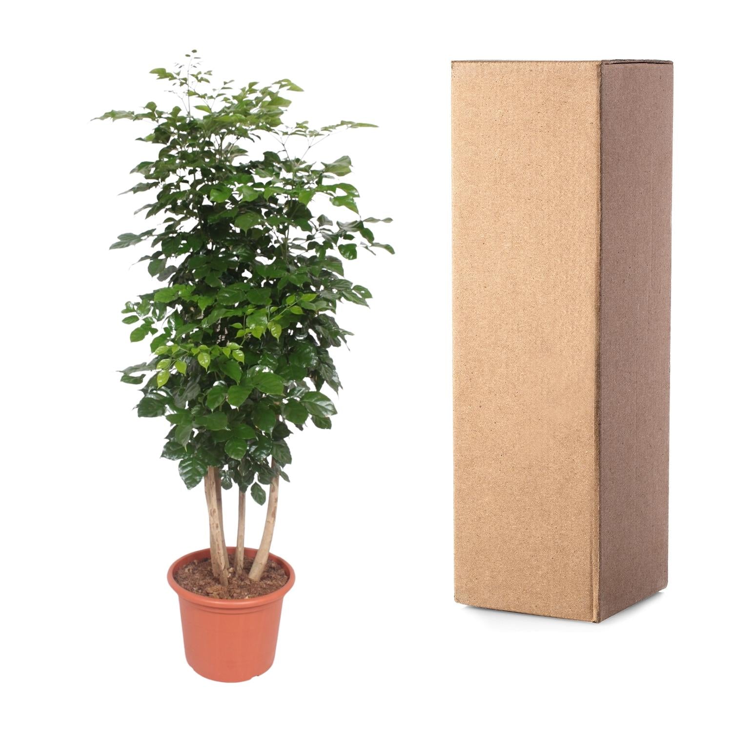 Radermachera Hainanensis Ø 40 H 190 cm 3