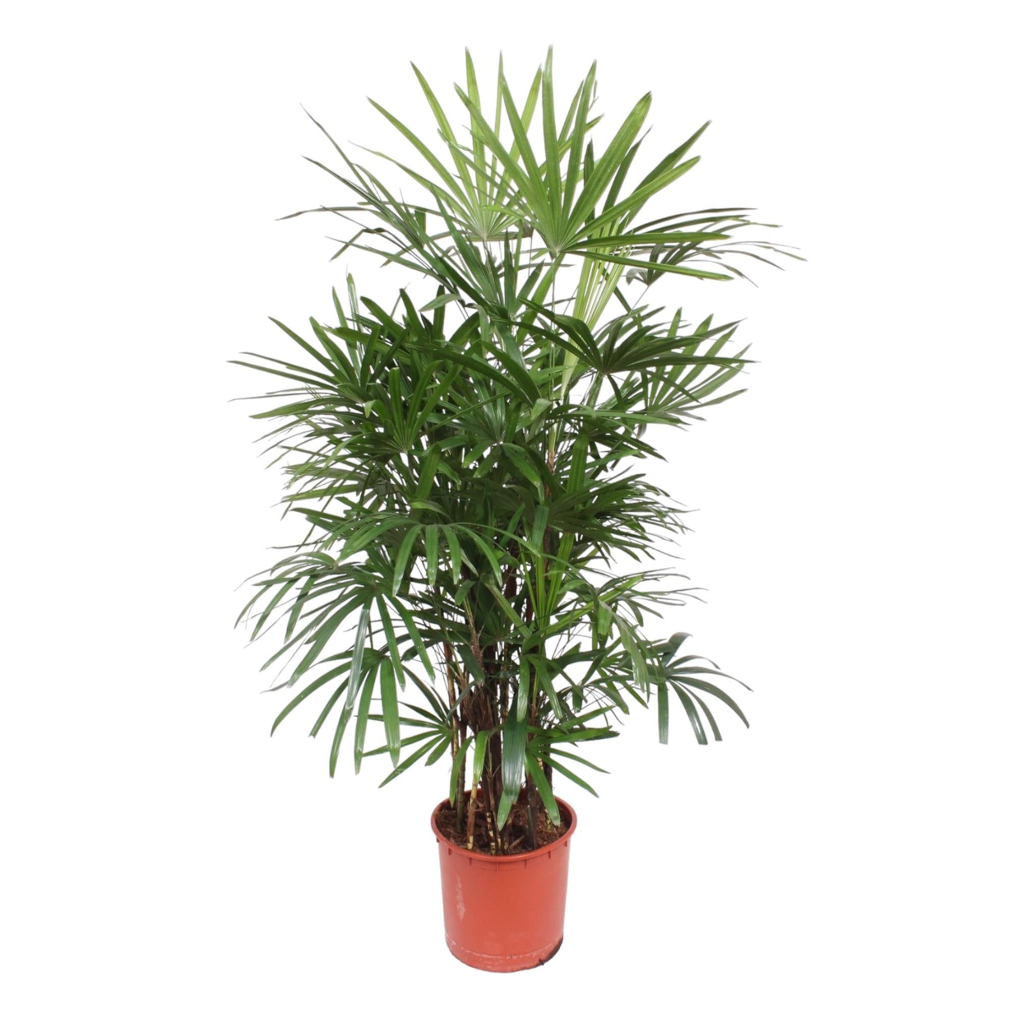 Rhapis Excelsa Ø 34 H 190 cm