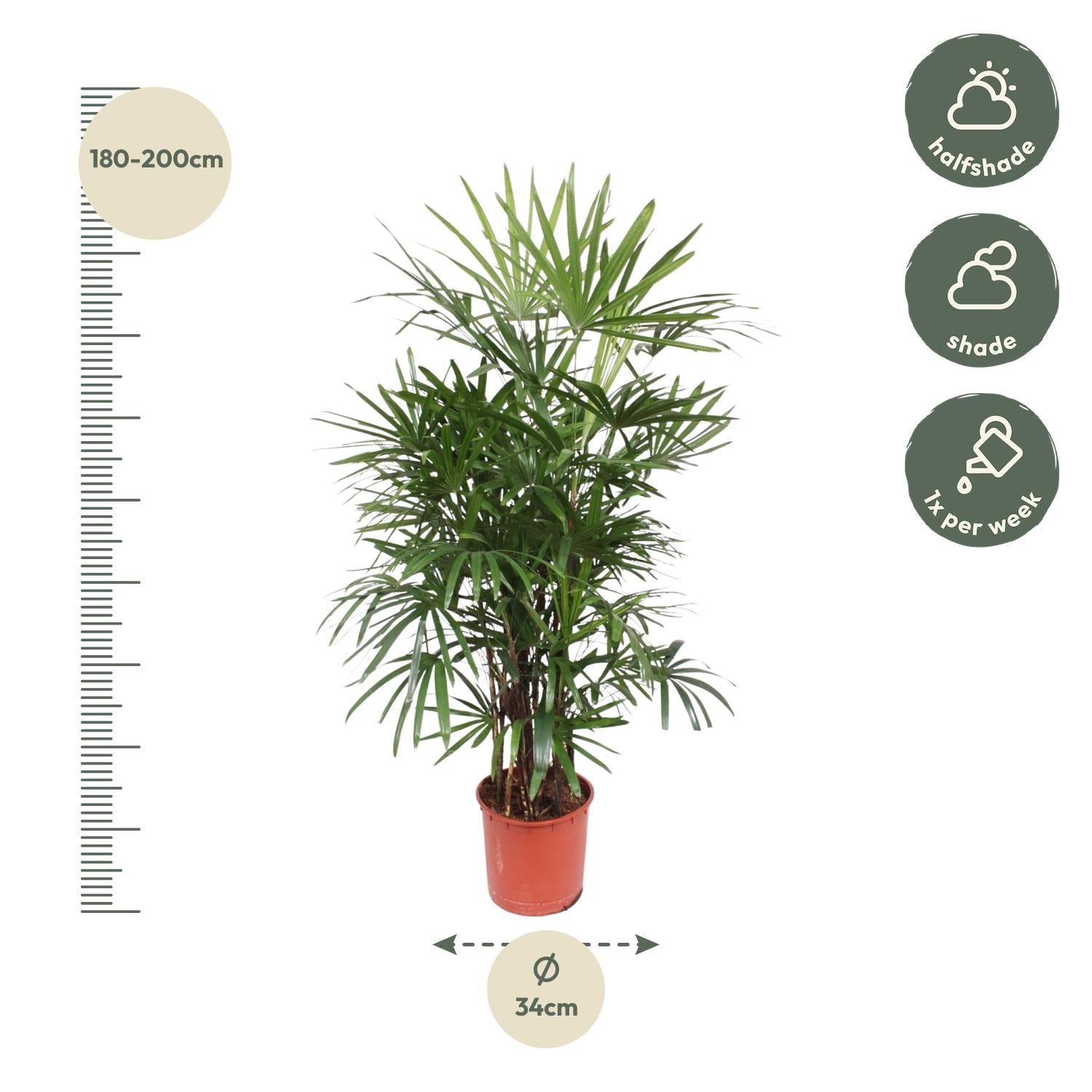 Rhapis Excelsa Ø 34 H 190 cm 2