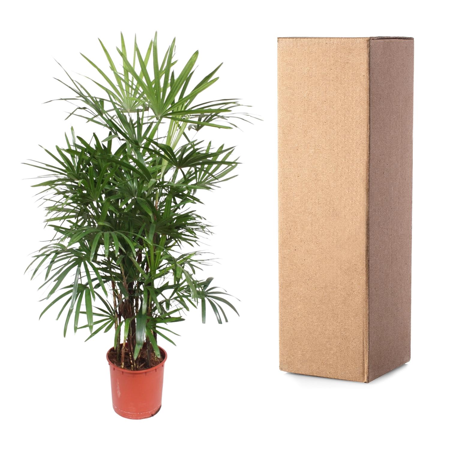 Rhapis Excelsa Ø 34 H 190 cm 3