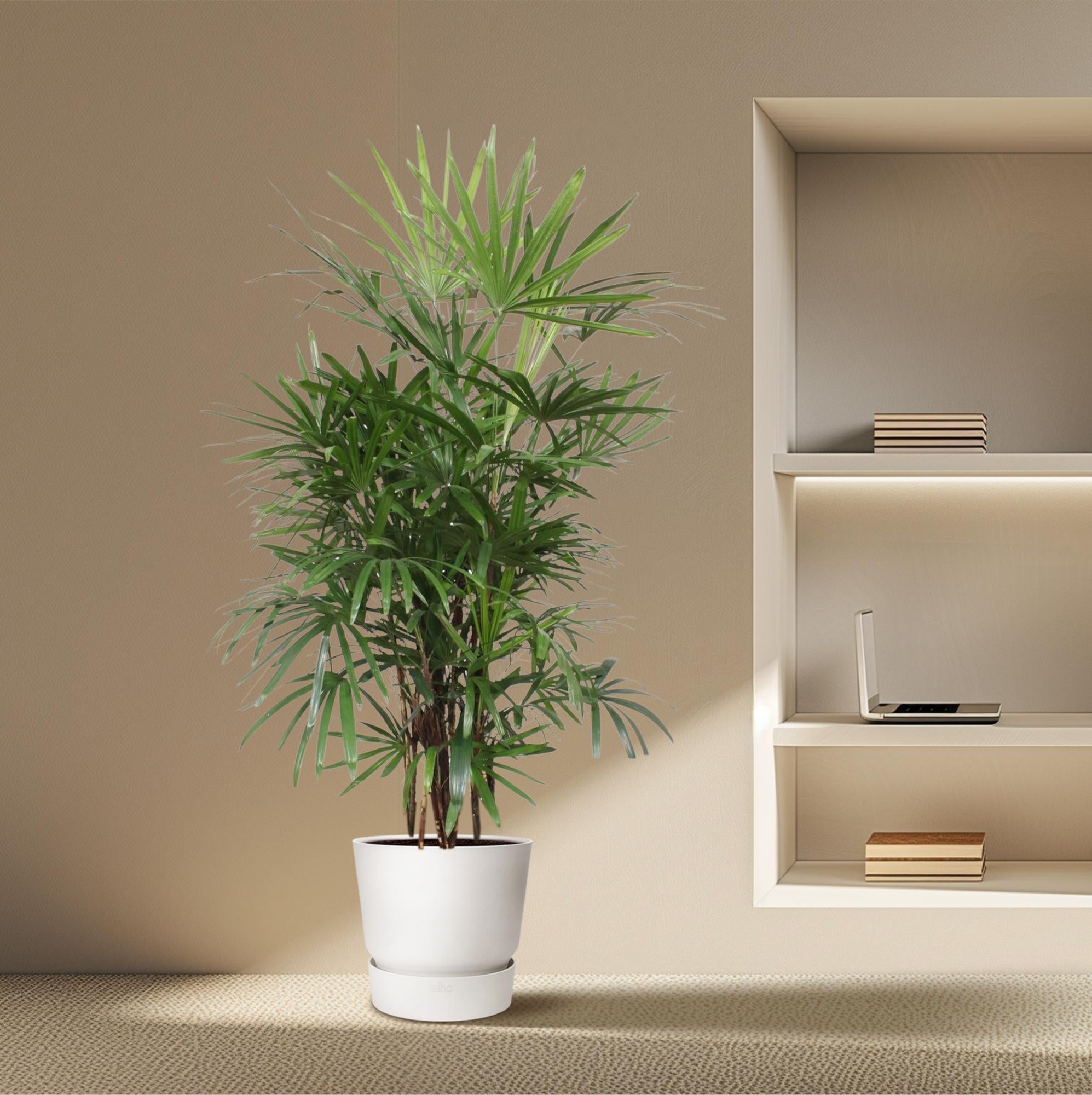 Rhapis Excelsa Ø 34 H 190 cm 4