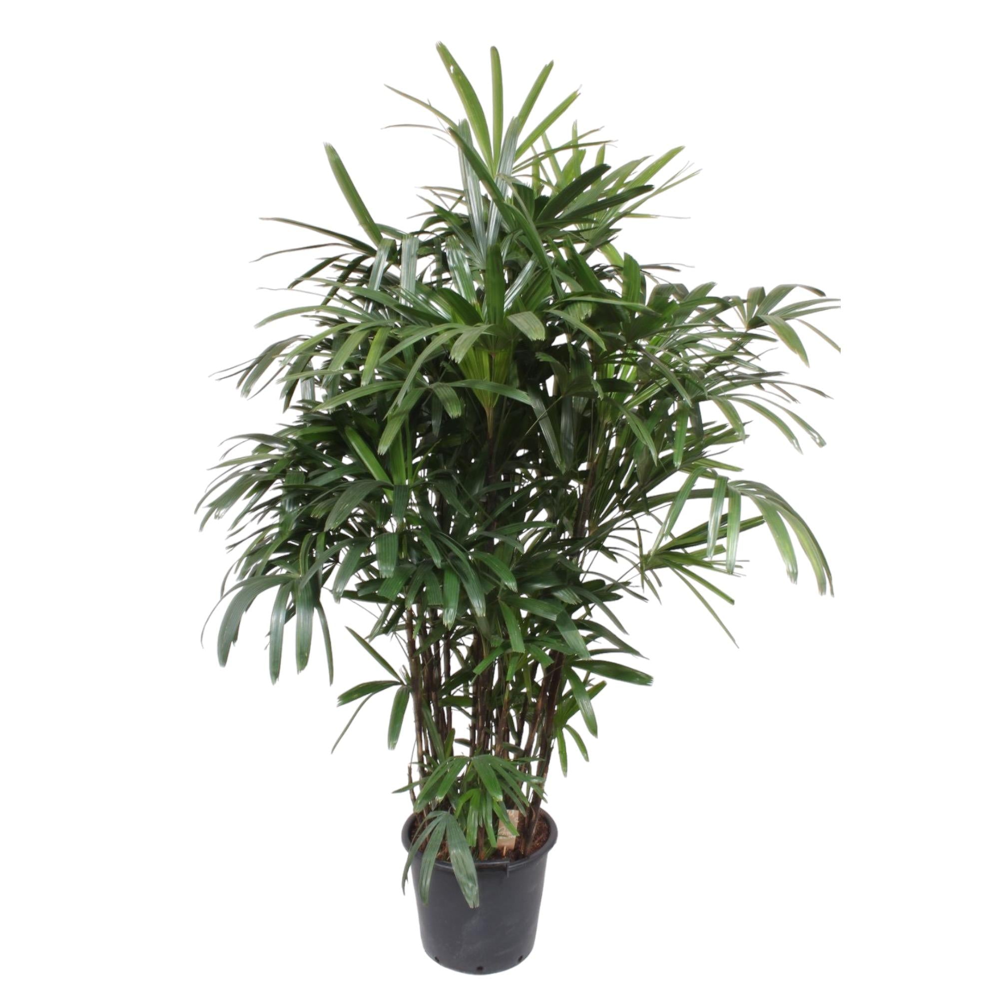 Rhapis Excelsa Ø 40 H 190 cm