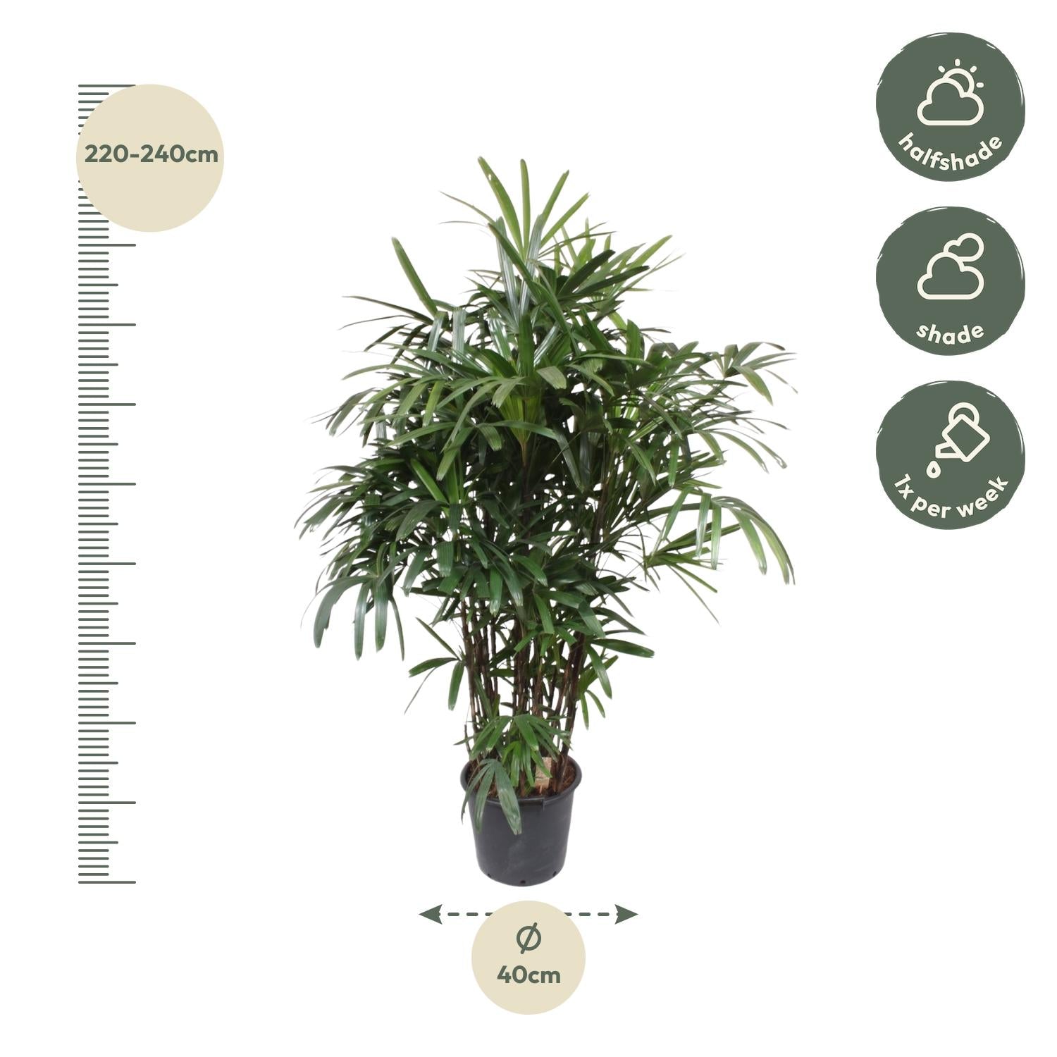 Rhapis Excelsa Ø 40 H 190 cm 2
