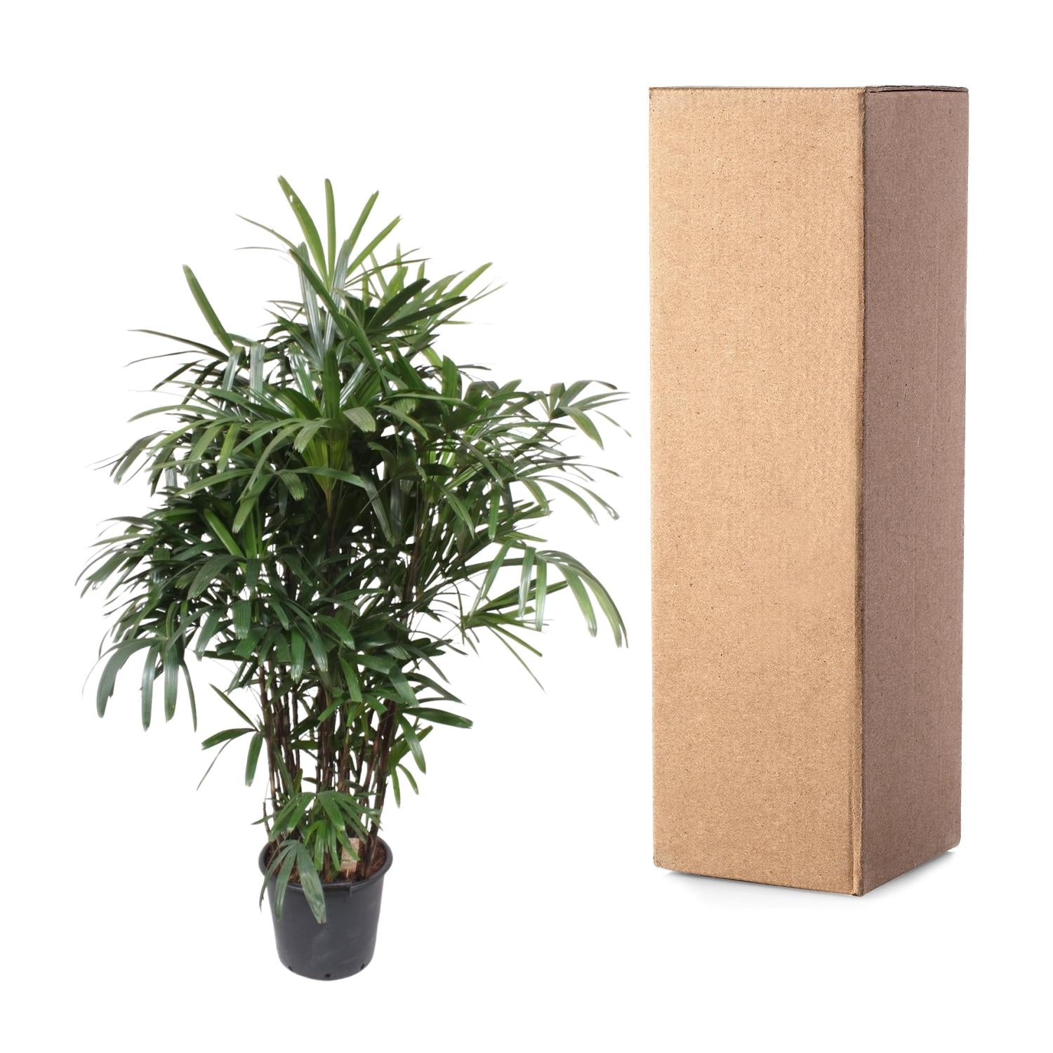Rhapis Excelsa Ø 40 H 190 cm 3