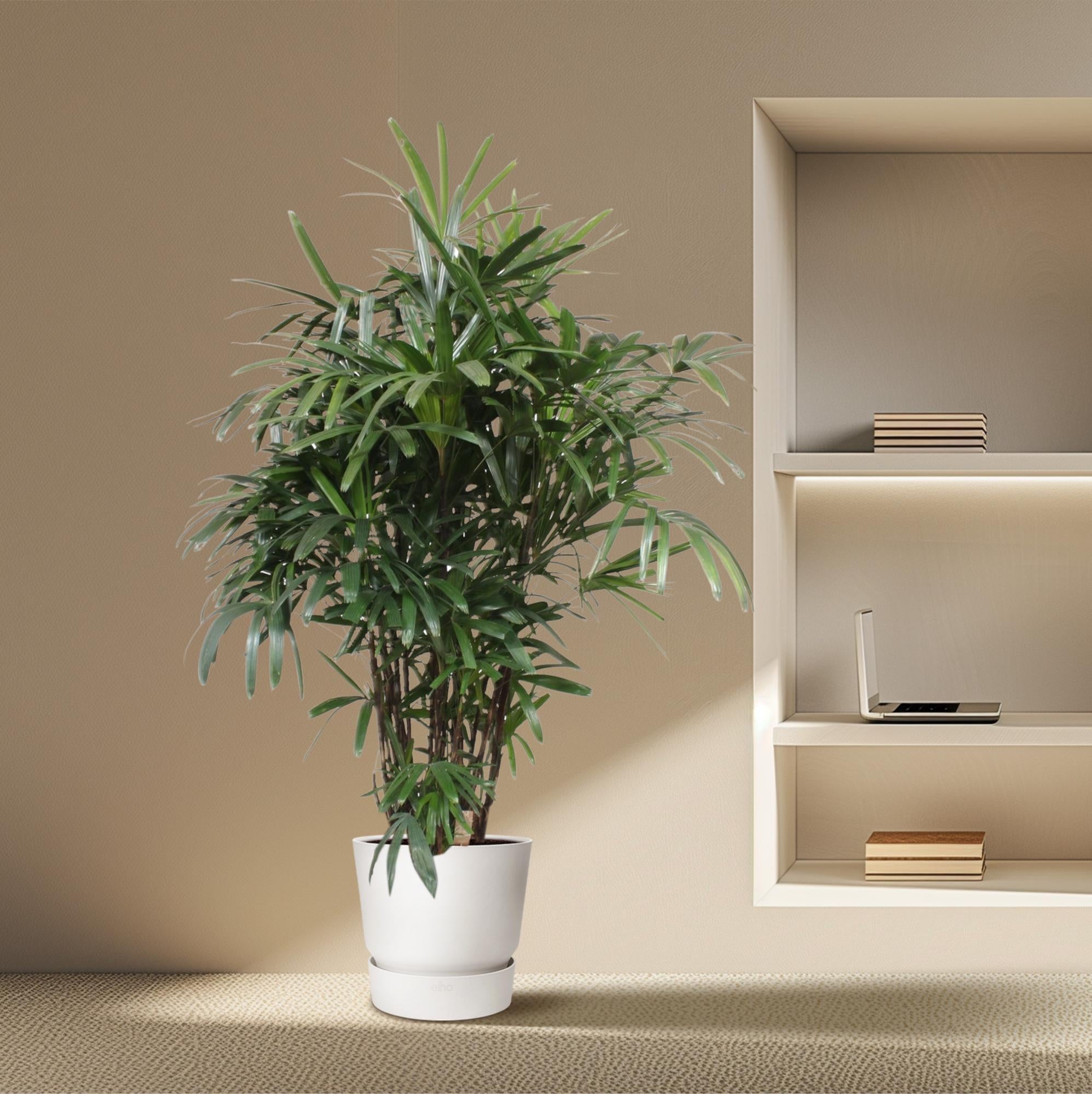 Rhapis Excelsa Ø 40 H 190 cm 4