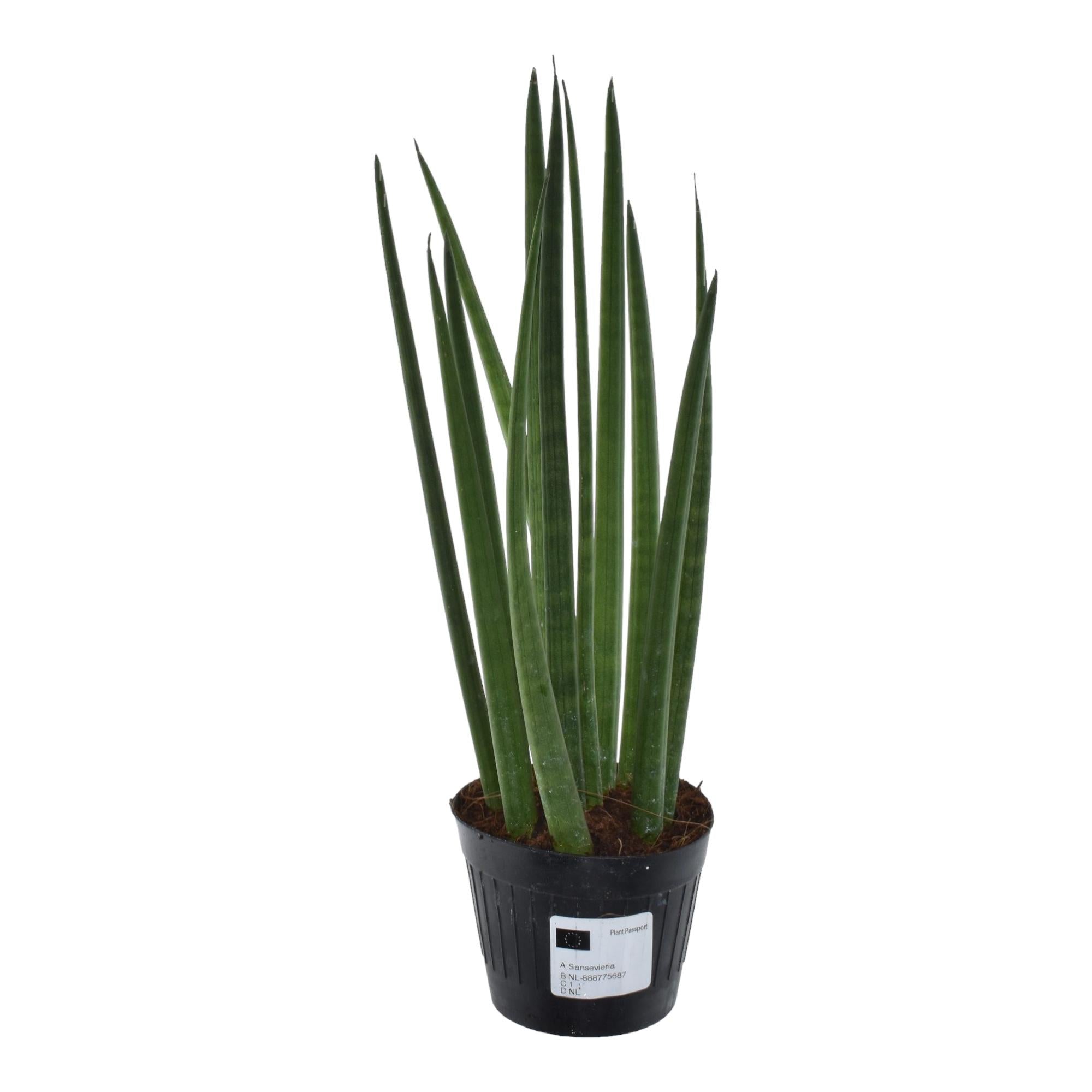 Sansevieria Cylindrica Bacularis (Mikado) Ø 10,5 H 38 cm