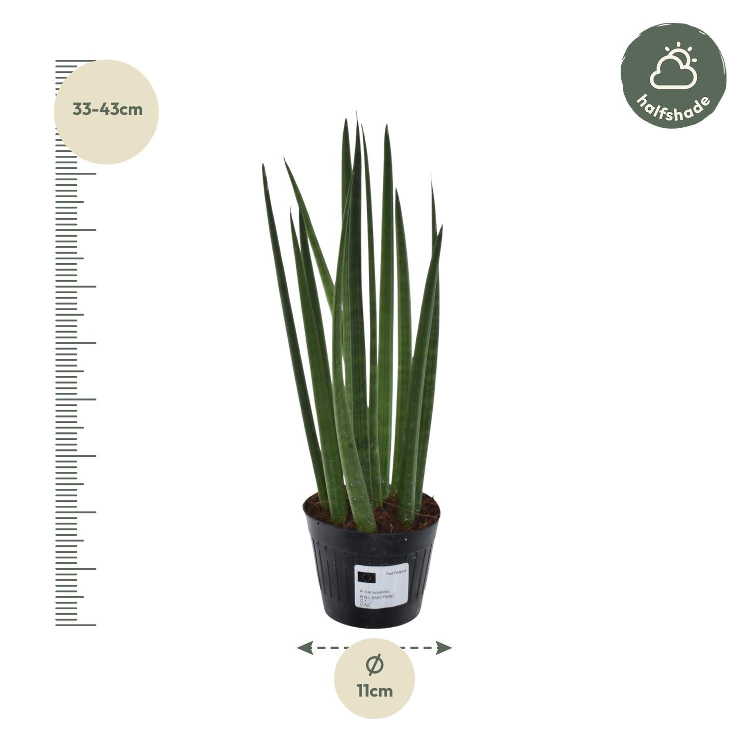 Sansevieria Cylindrica Bacularis (Mikado) Ø 10,5 H 38 cm 2