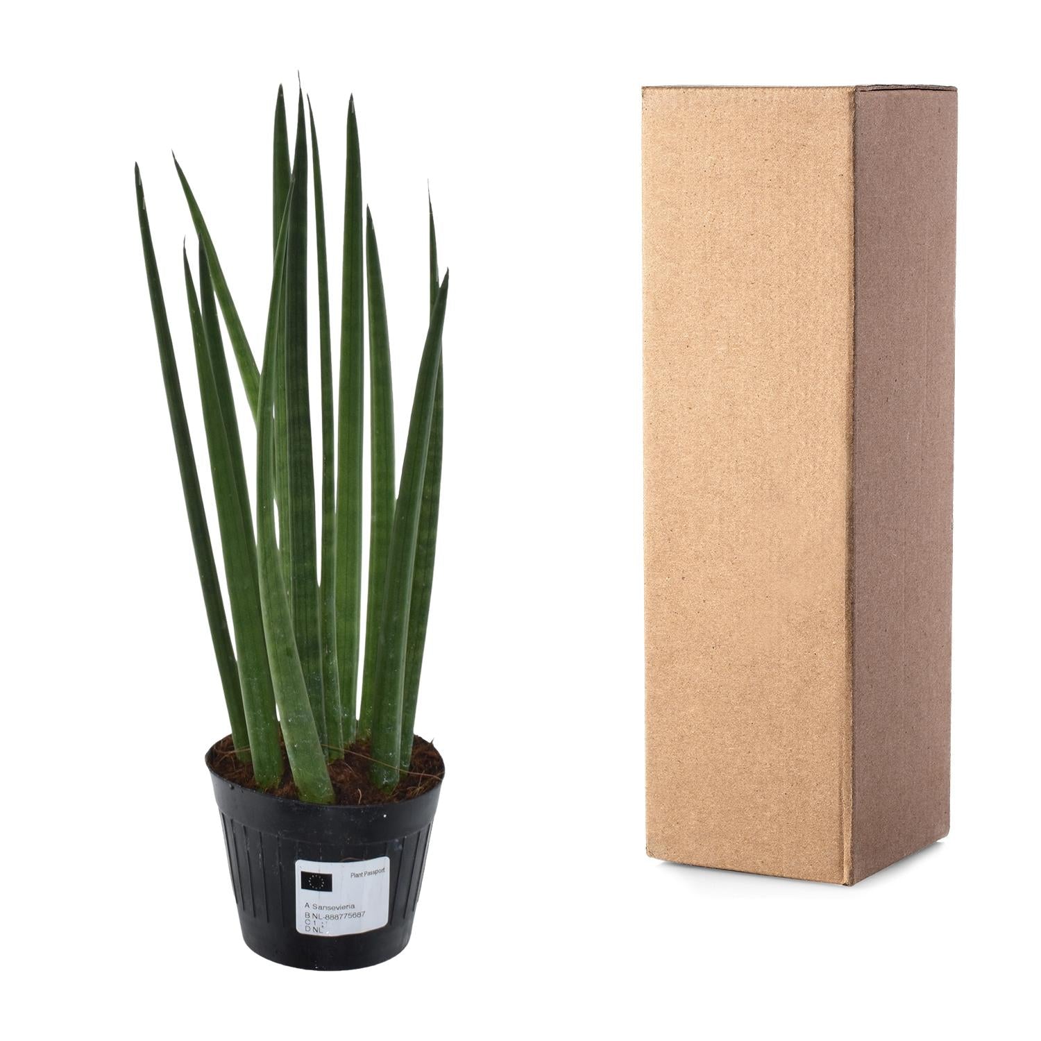 Sansevieria Cylindrica Bacularis (Mikado) Ø 10,5 H 38 cm 3