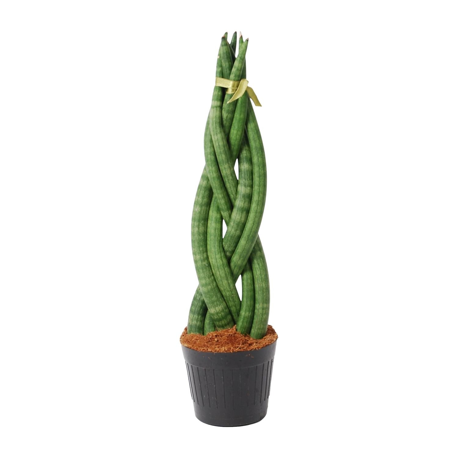 Sansevieria Cylindrica Twist Ø 10,5 H 40 cm