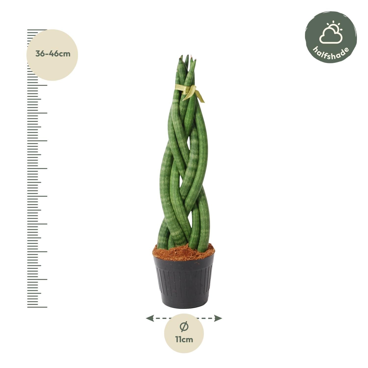 Sansevieria Cylindrica Twist Ø 10,5 H 40 cm 2
