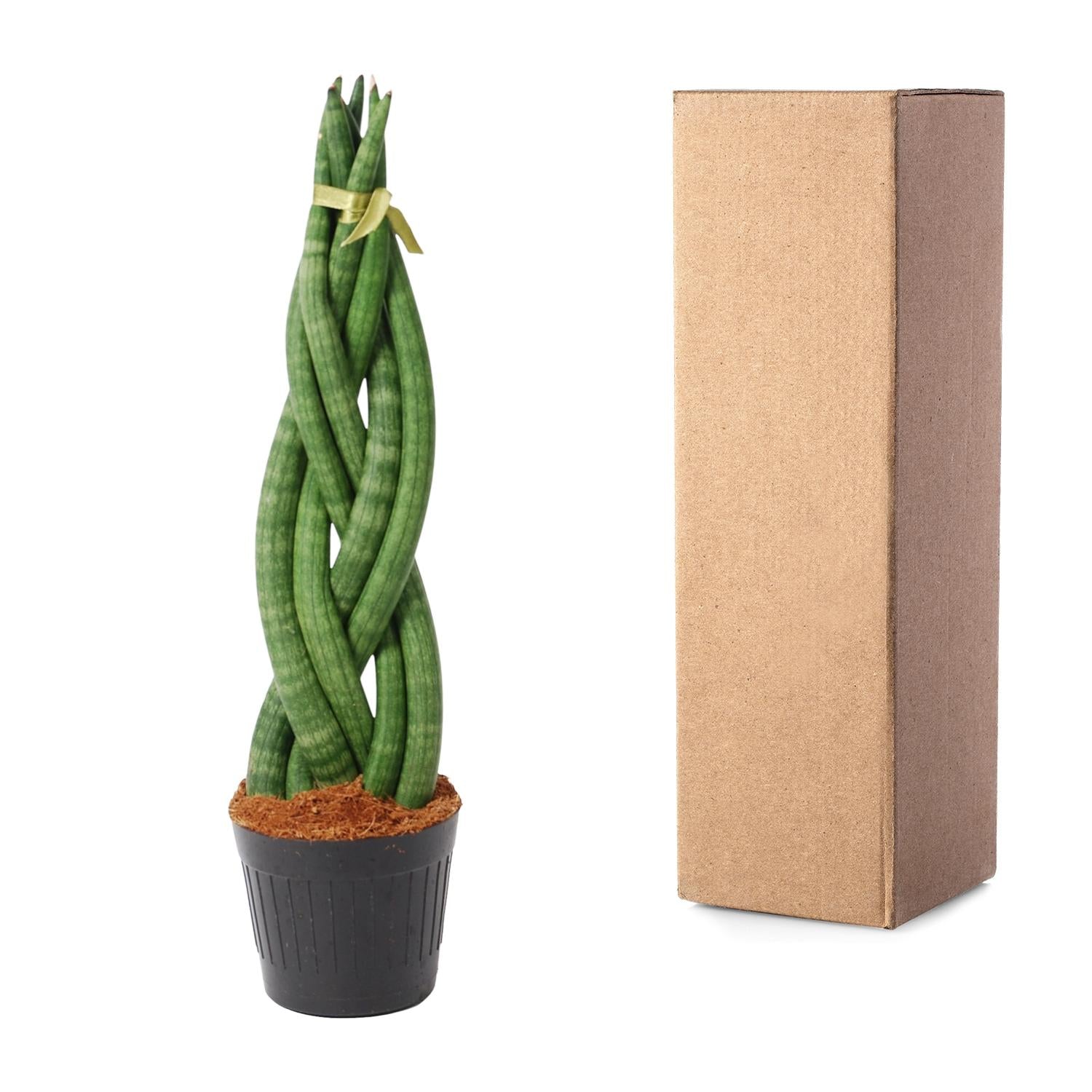 Sansevieria Cylindrica Twist Ø 10,5 H 40 cm 3