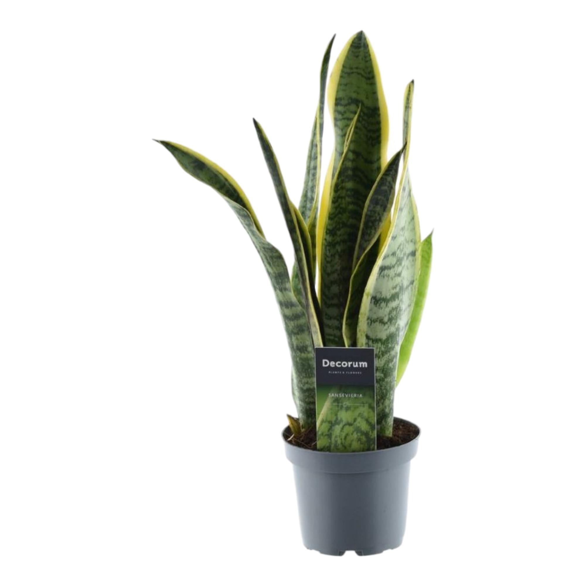 Sansevieria Laurentii Ø 12 H 45 cm