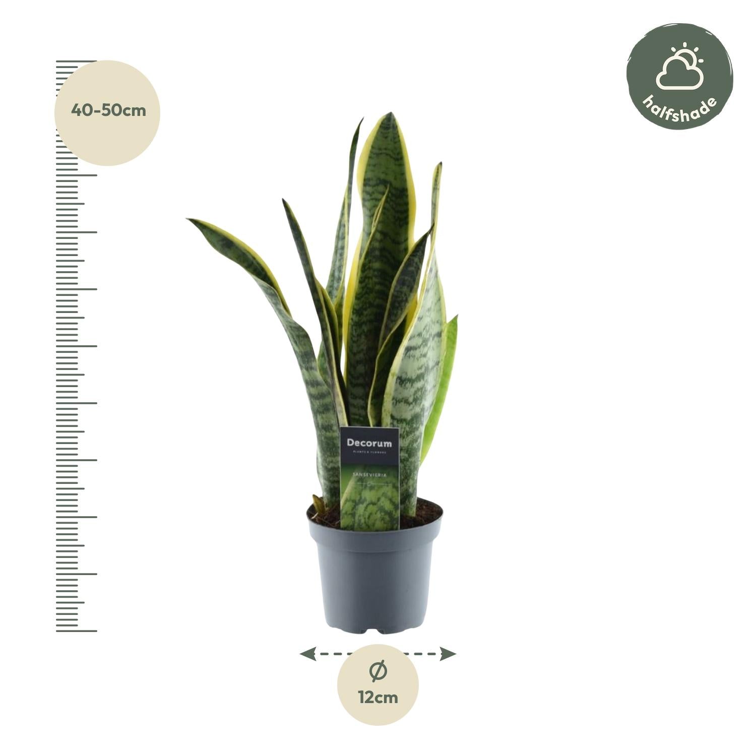 Sansevieria Laurentii Ø 12 H 45 cm 2