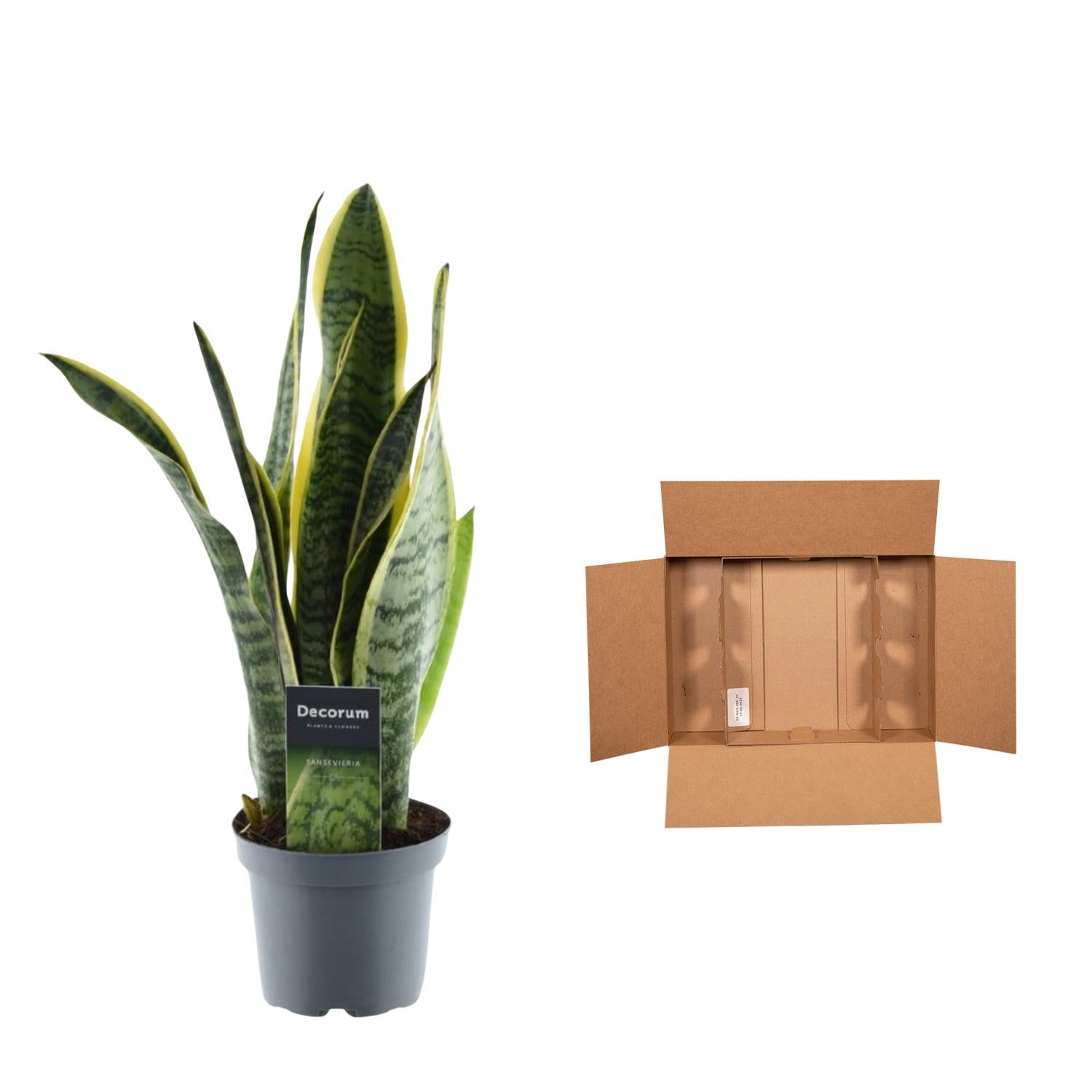 Sansevieria Laurentii Ø 12 H 45 cm 3