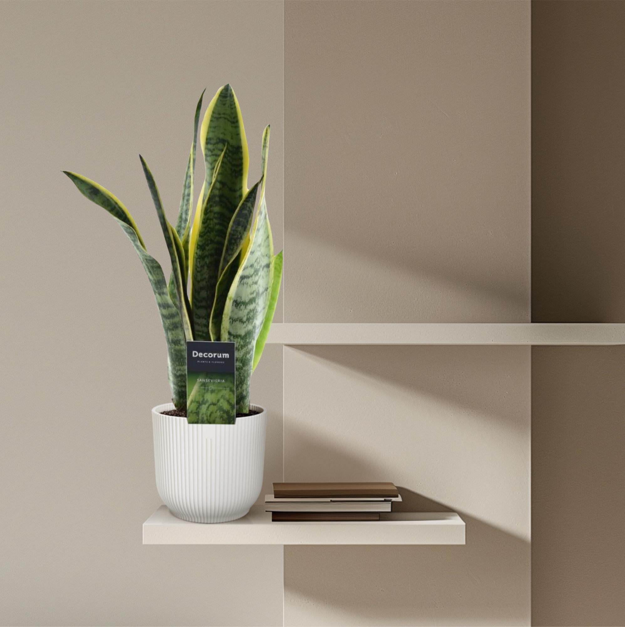 Sansevieria Laurentii Ø 12 H 45 cm 4