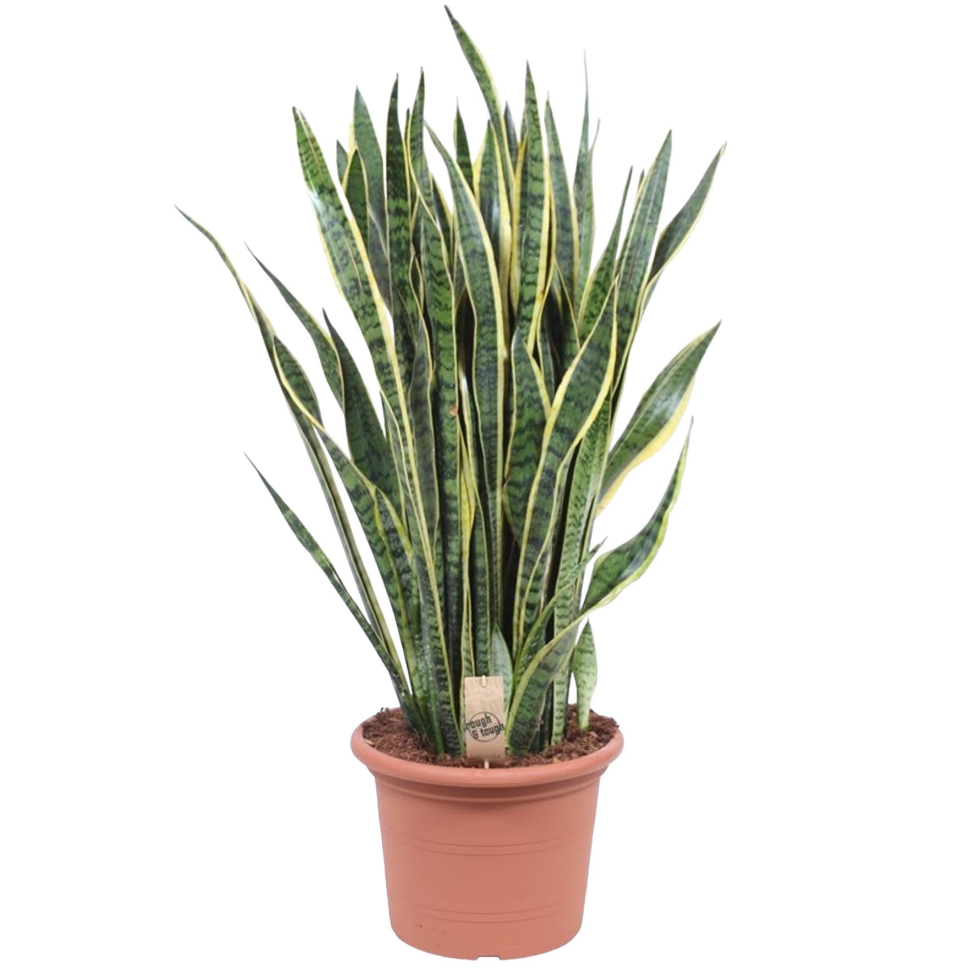 Sansevieria Laurentii Ø 35 H 100 cm