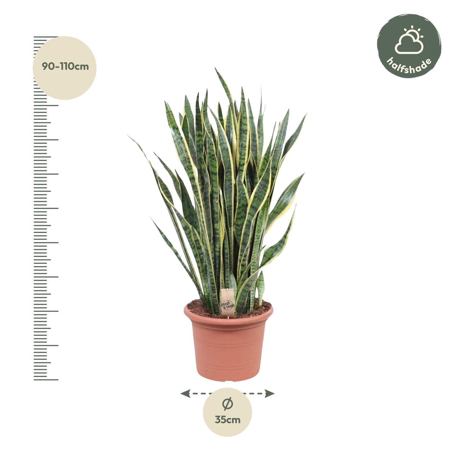 Sansevieria Laurentii Ø 35 H 100 cm 2