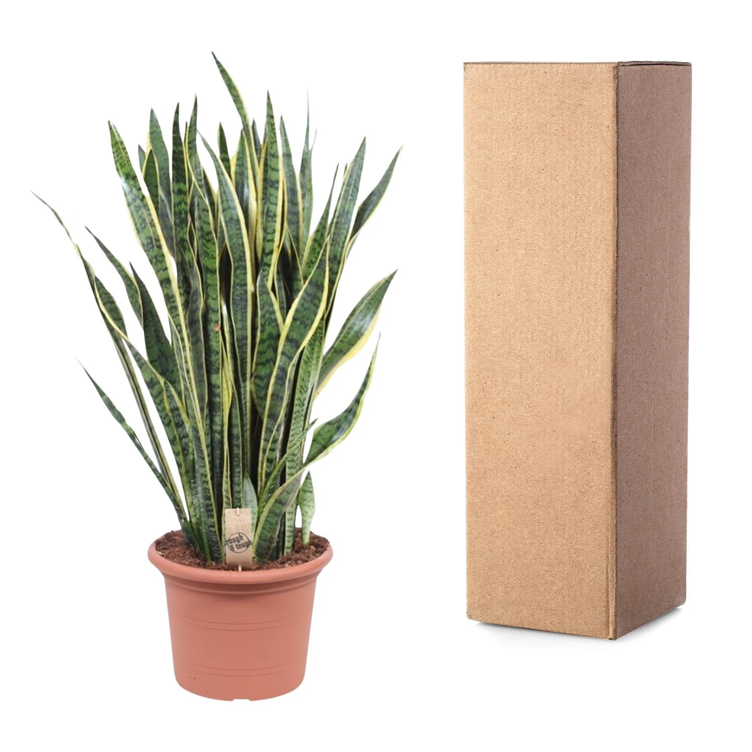 Sansevieria Laurentii Ø 35 H 100 cm 3