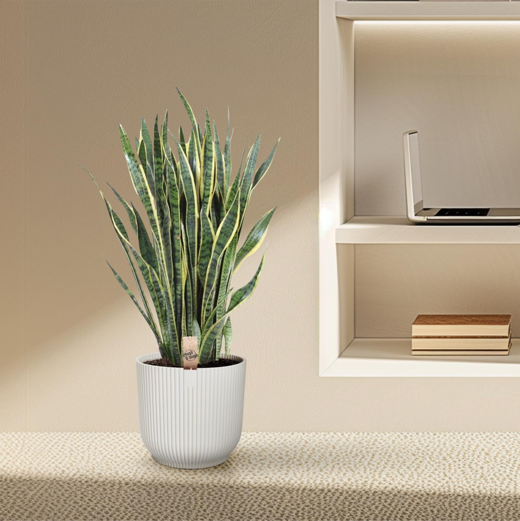 Sansevieria Laurentii Ø 35 H 100 cm 4
