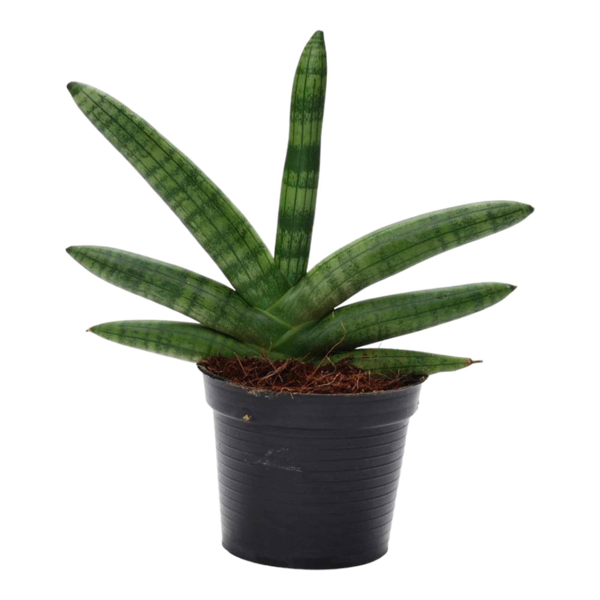 Sansevieria Skyline Ø 10,5 H 25 cm