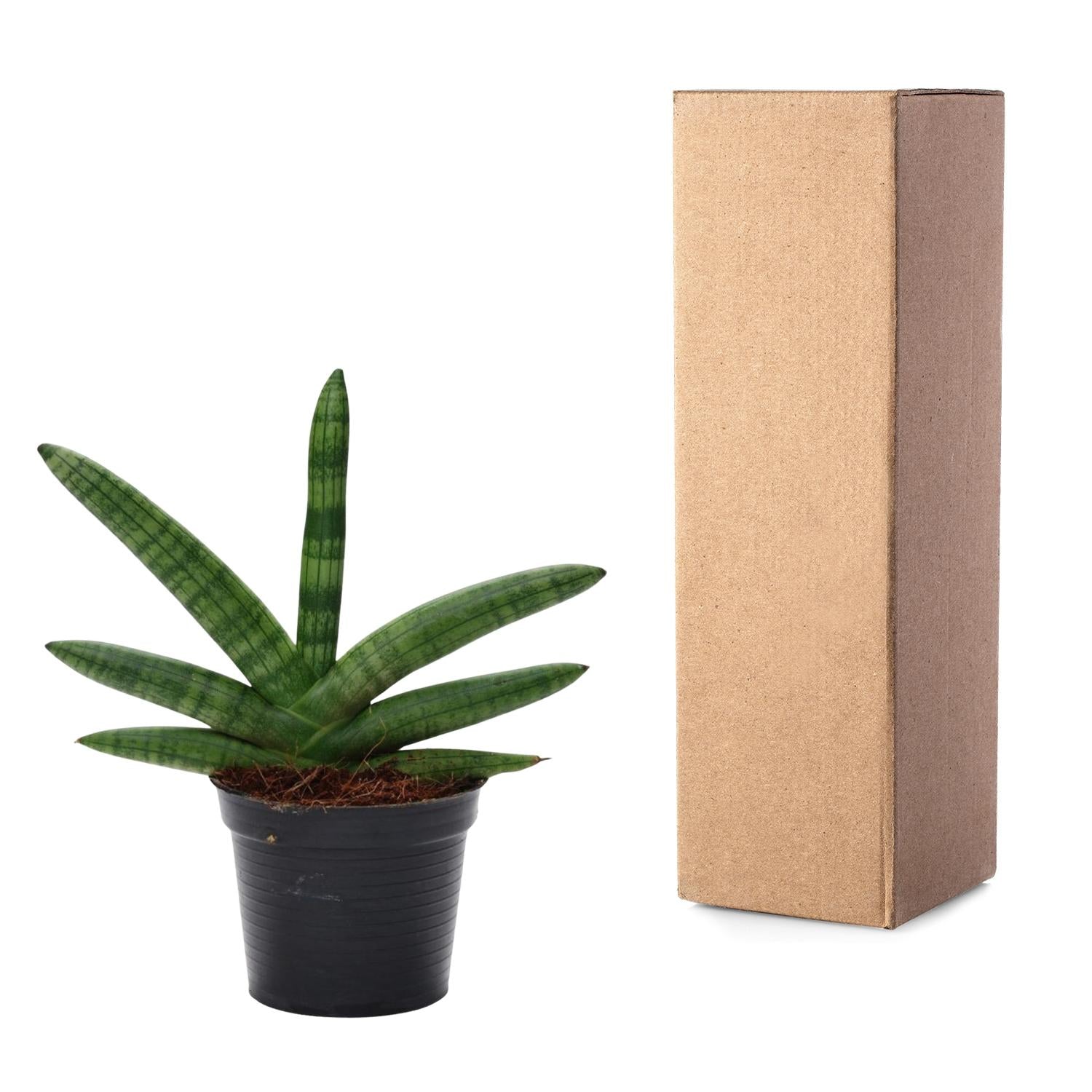 Sansevieria Skyline Ø 10,5 H 25 cm 3