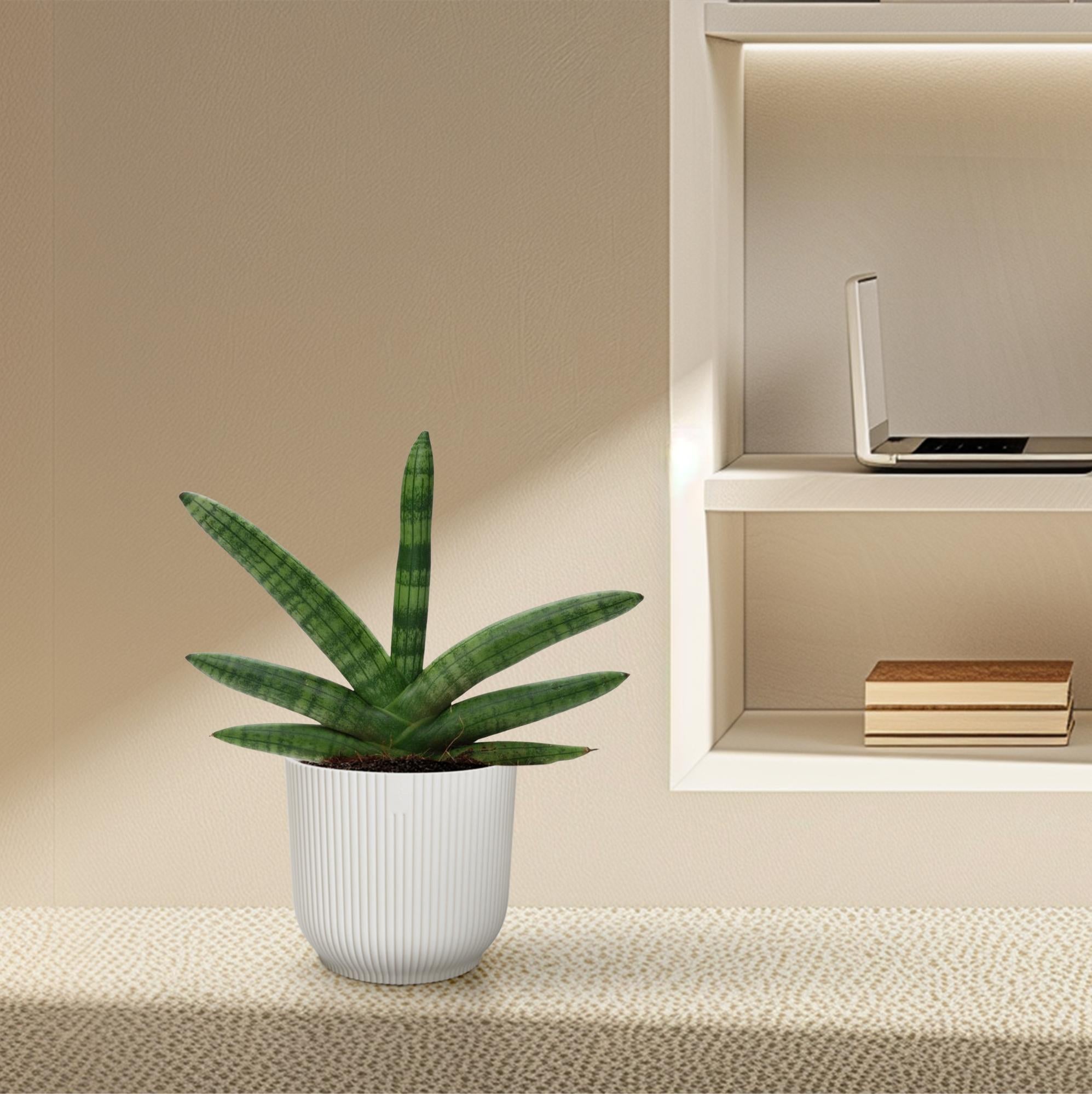 Sansevieria Skyline Ø 10,5 H 25 cm 4