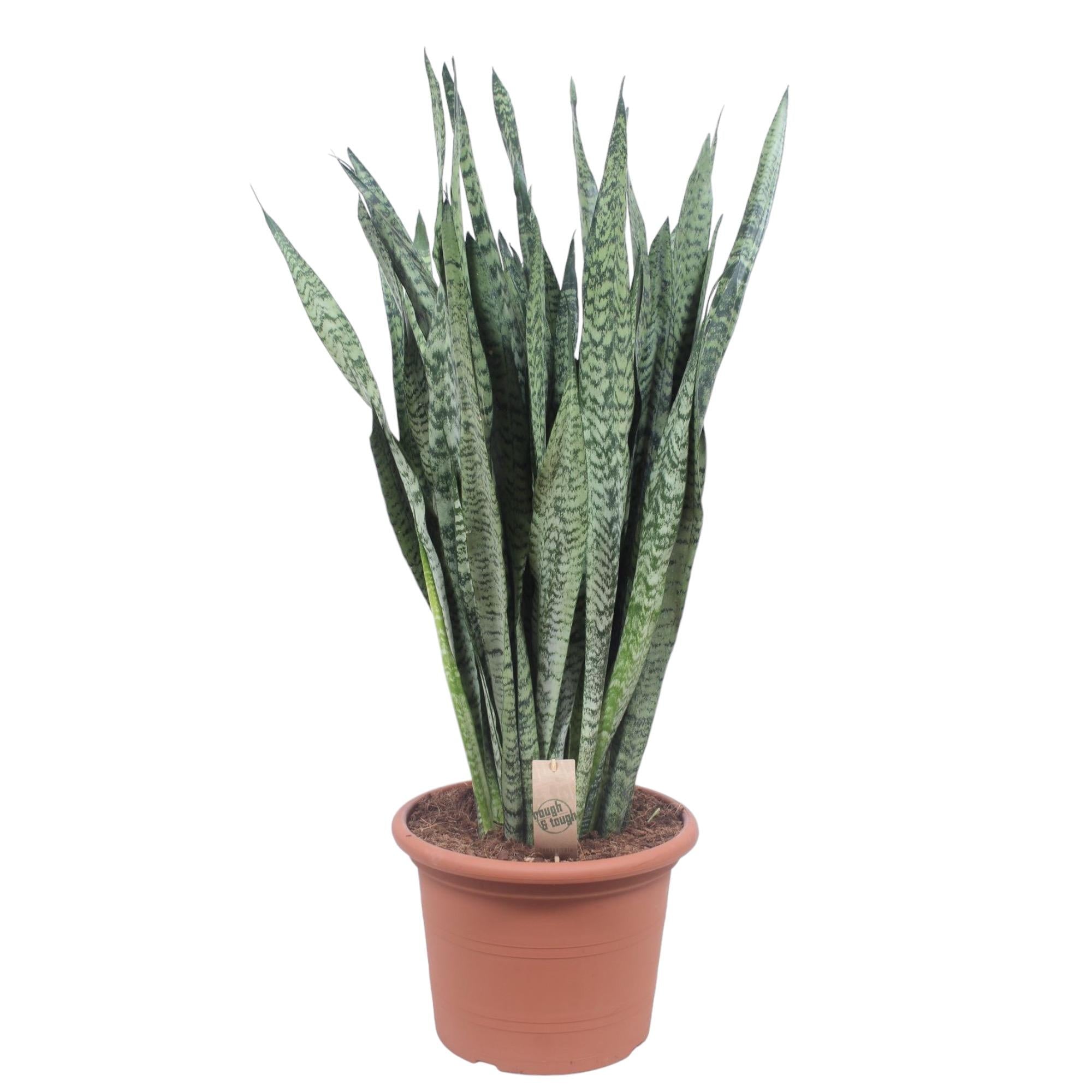 Sansevieria Zeylanica Ø 35 H 110 cm