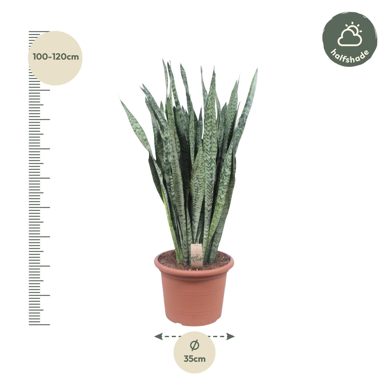 Sansevieria Zeylanica Ø 35 H 110 cm 2