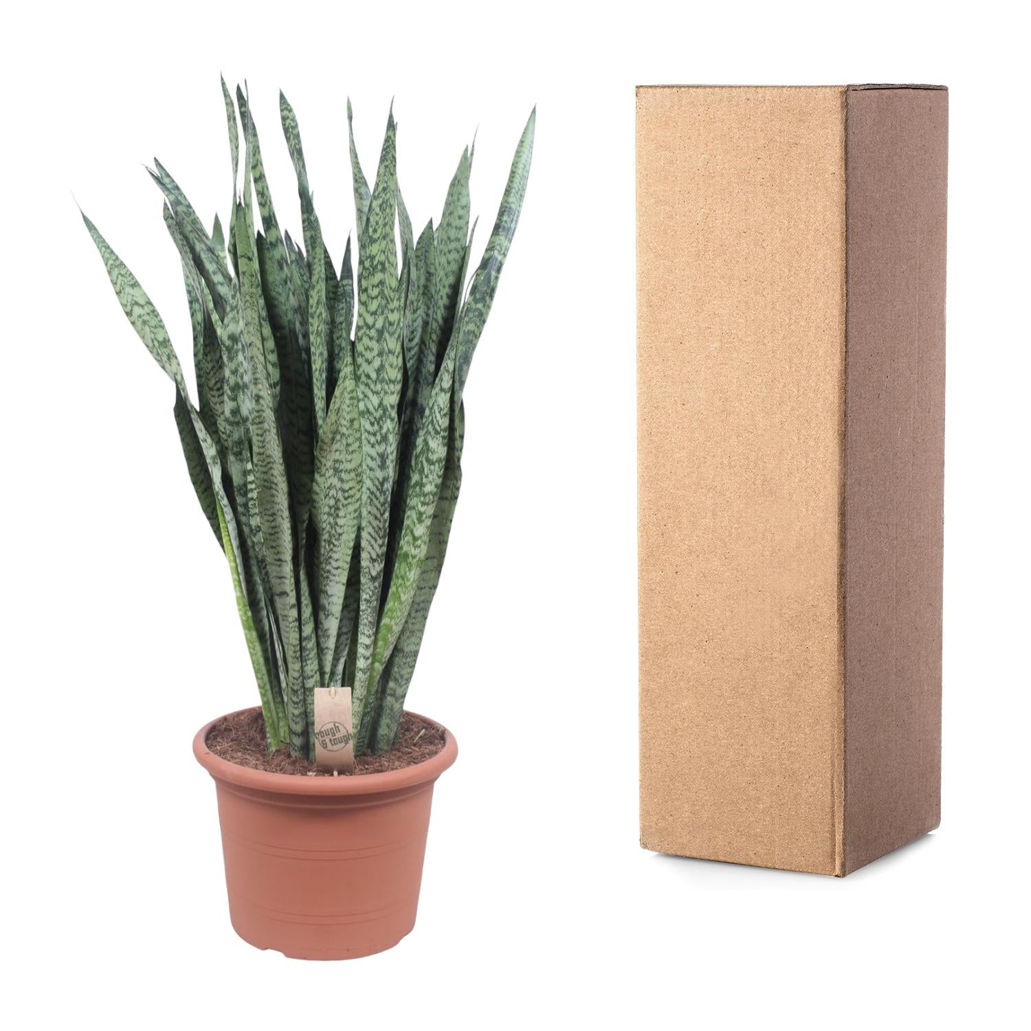 Sansevieria Zeylanica Ø 35 H 110 cm 3
