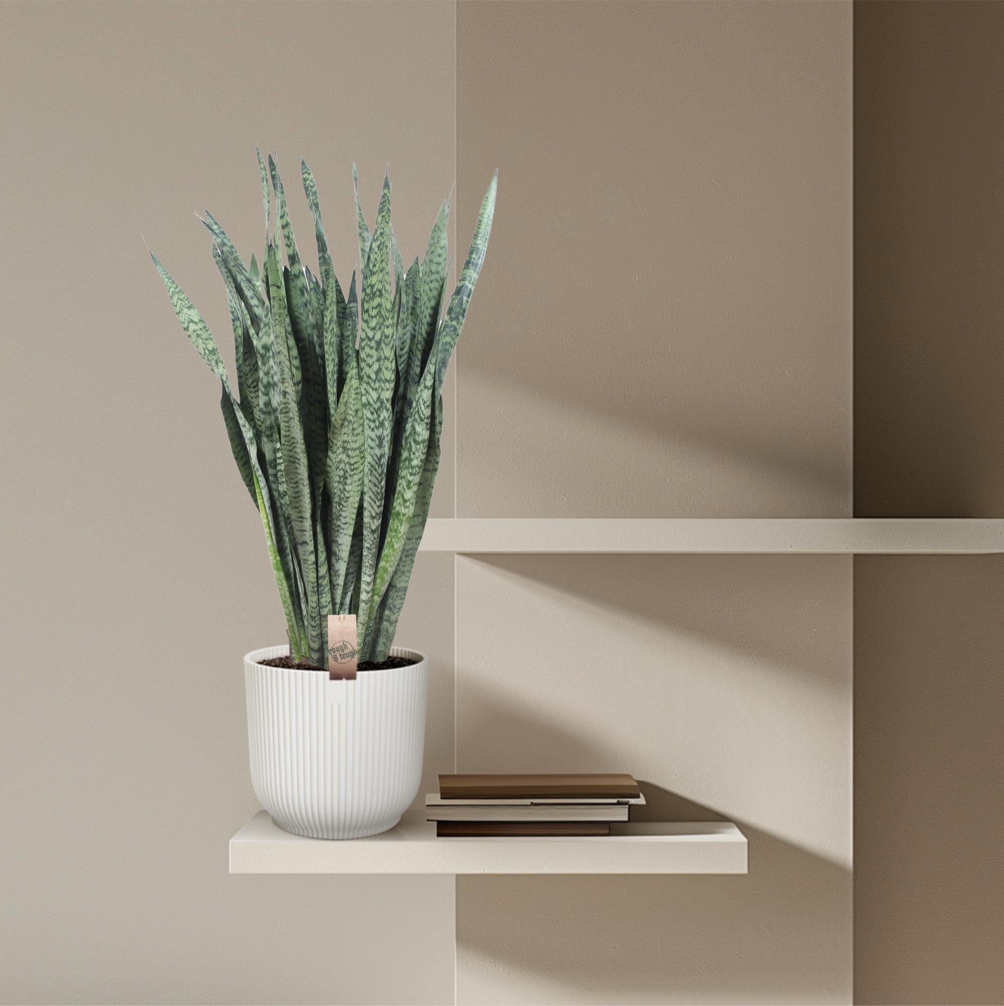 Sansevieria Zeylanica Ø 35 H 110 cm 4