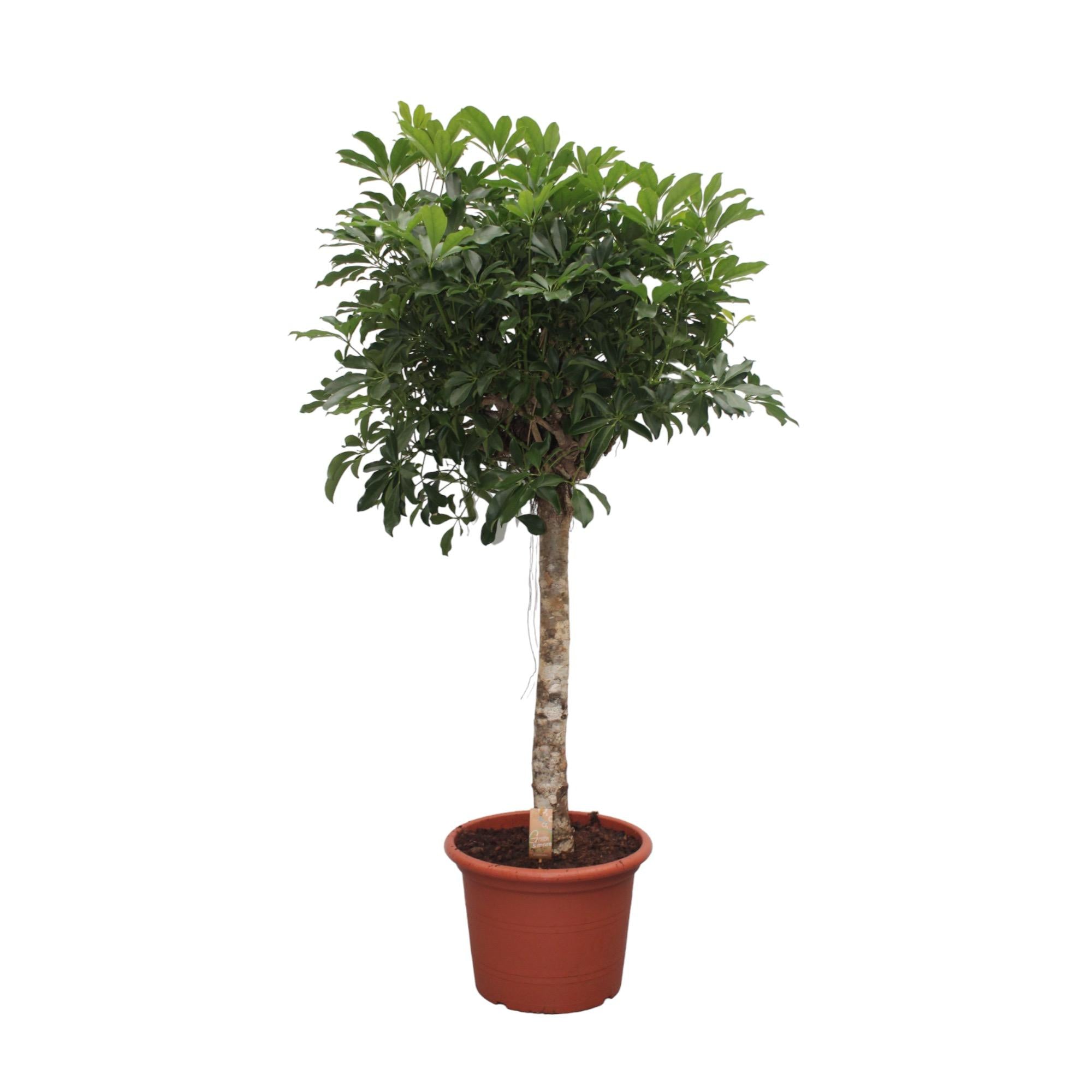 Schefflera Arboricola Compacta (boom) Ø 35 H 180 cm
